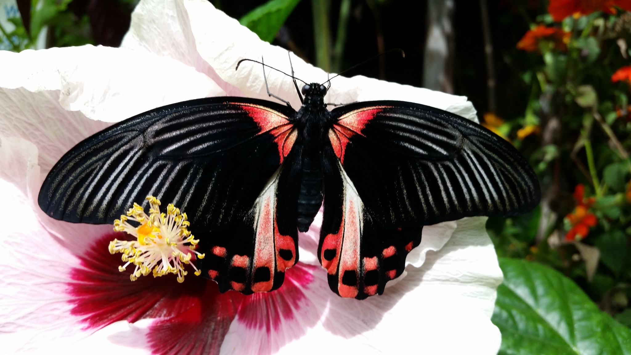 Festival of Butterflies | Powell Gardens, Kansas City's botanical garden