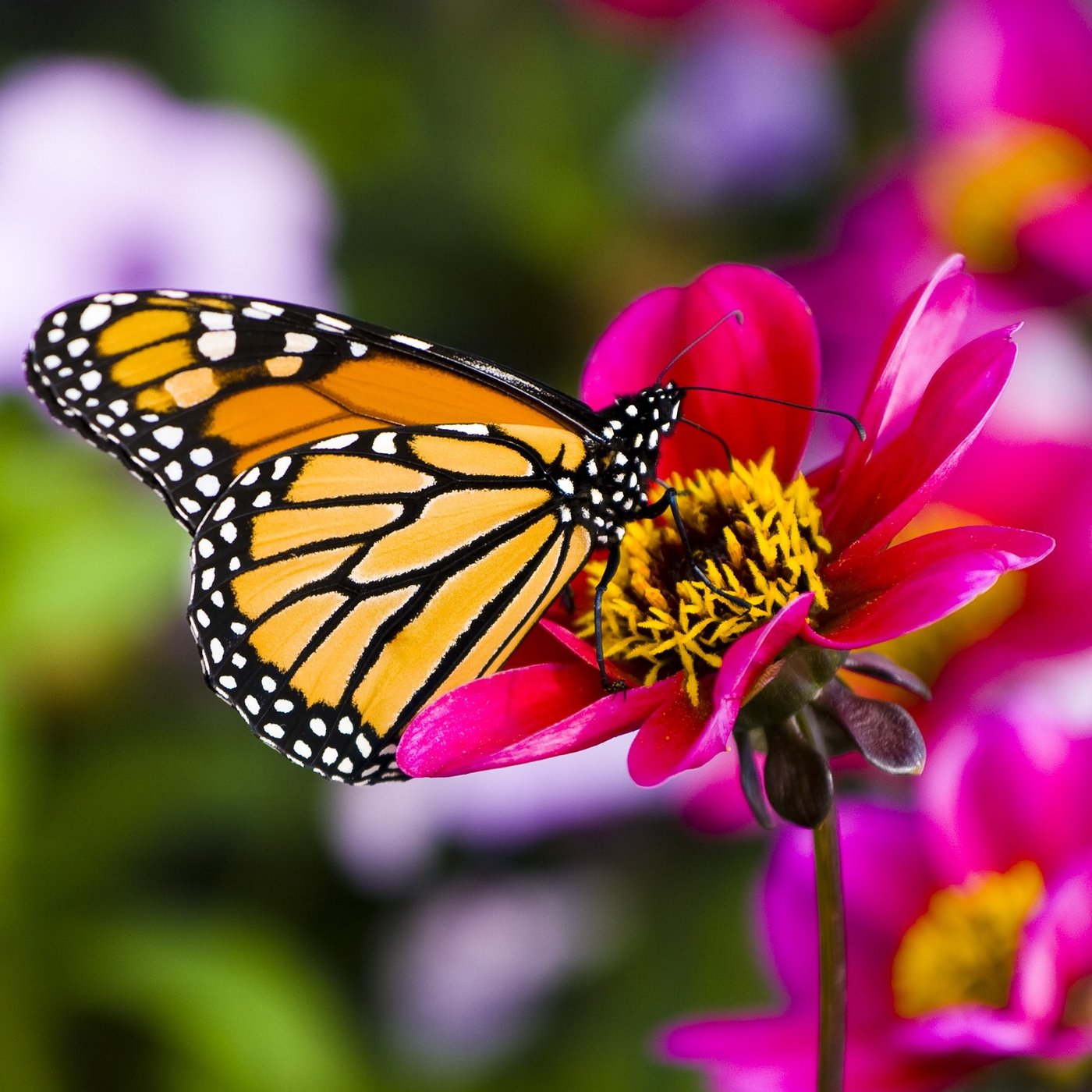 Butterflies & Hummingbirds – Easy To Grow Bulbs