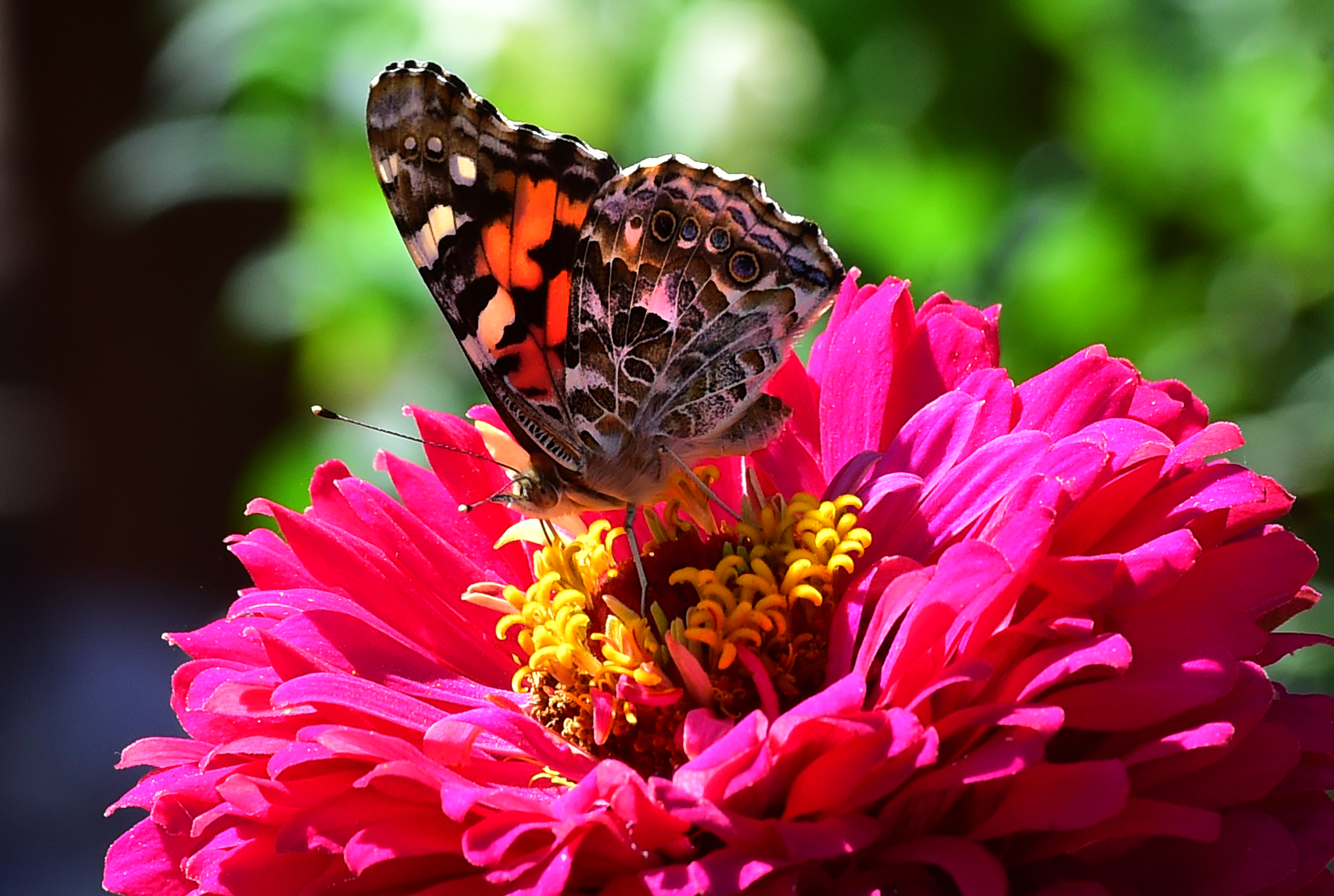 Painted lady butterflies have taken over the Front Range on their ...
