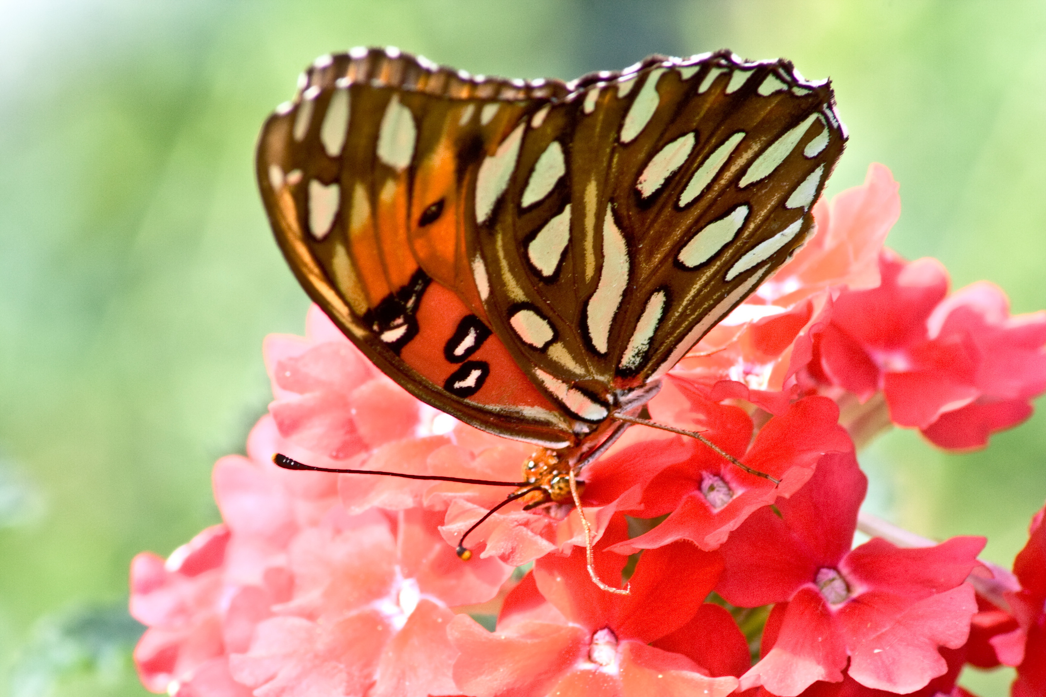 Butterflies and flowers photo