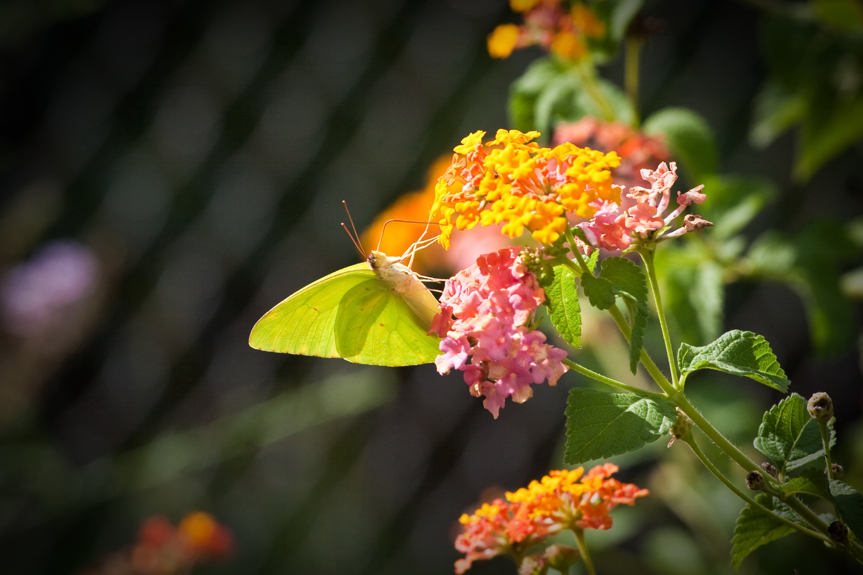 Butterflies and flowers photo