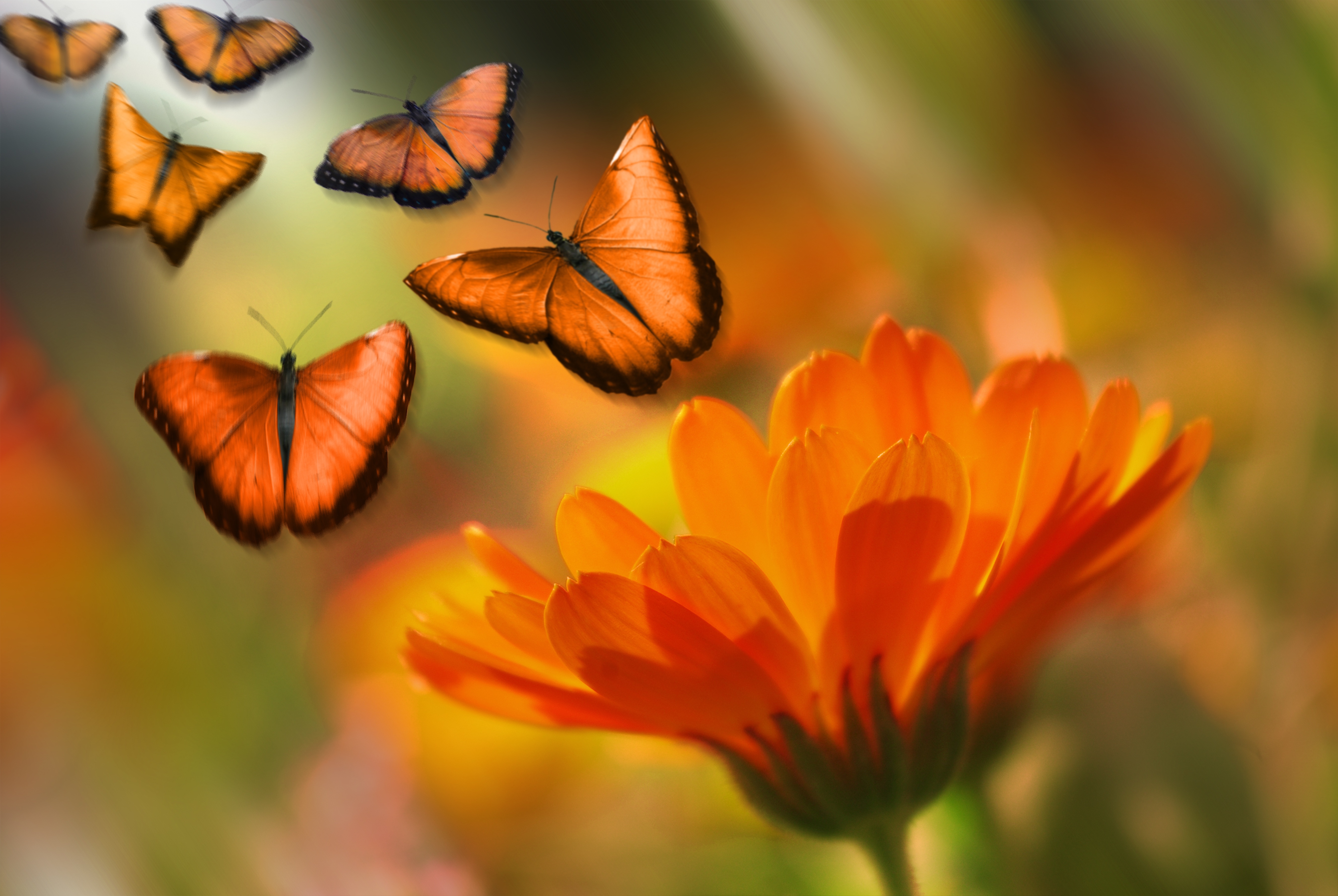 Butterflies in the garden photo
