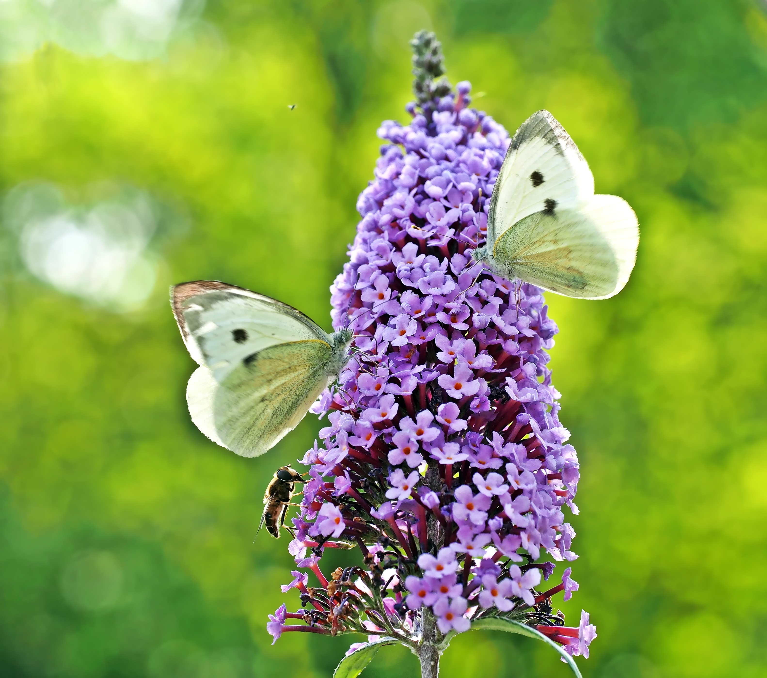 Butterflies on the flowers photo