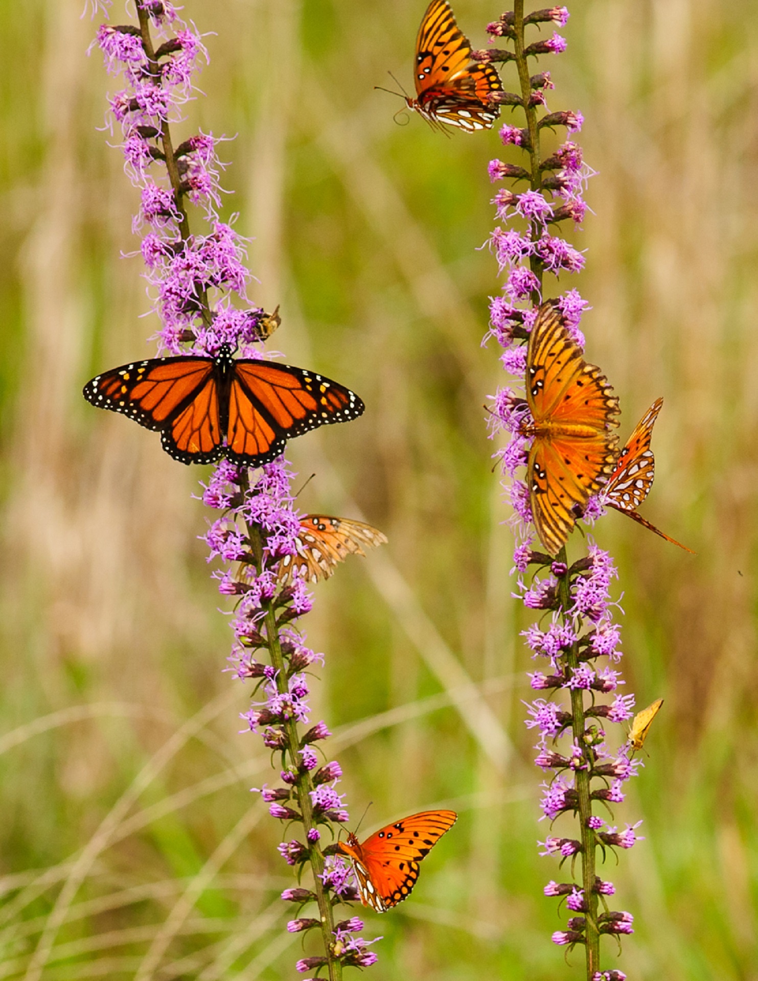 Butterflies on the flowers photo