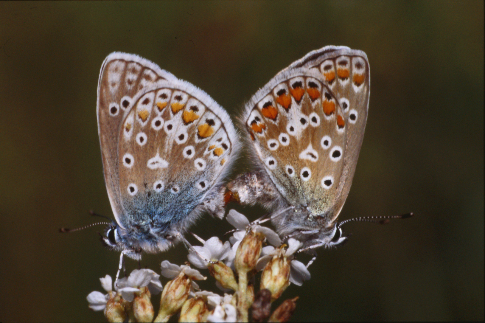 Butterflies photo