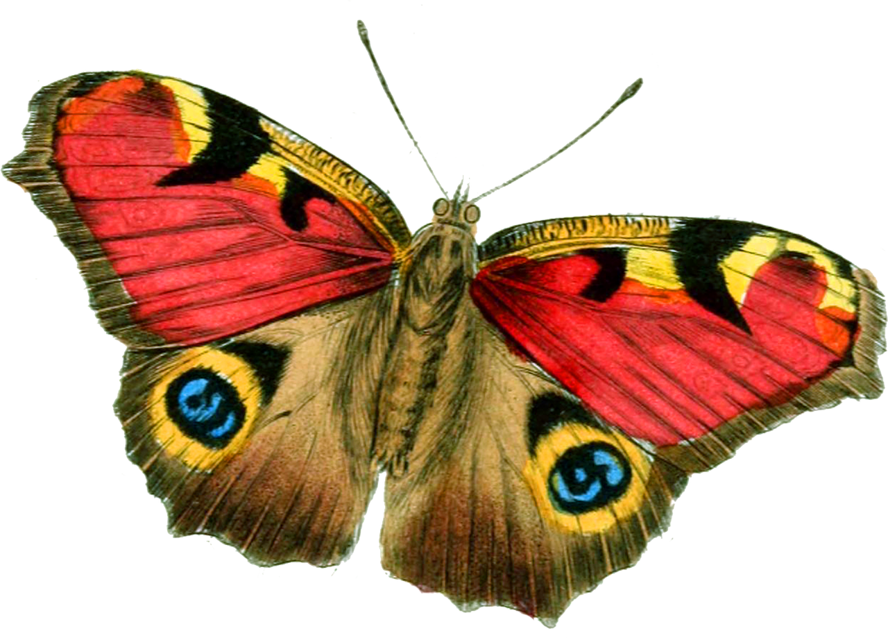 Free photo: Butterfly - Animal, Fly, Graphic - Free Download - Jooinn