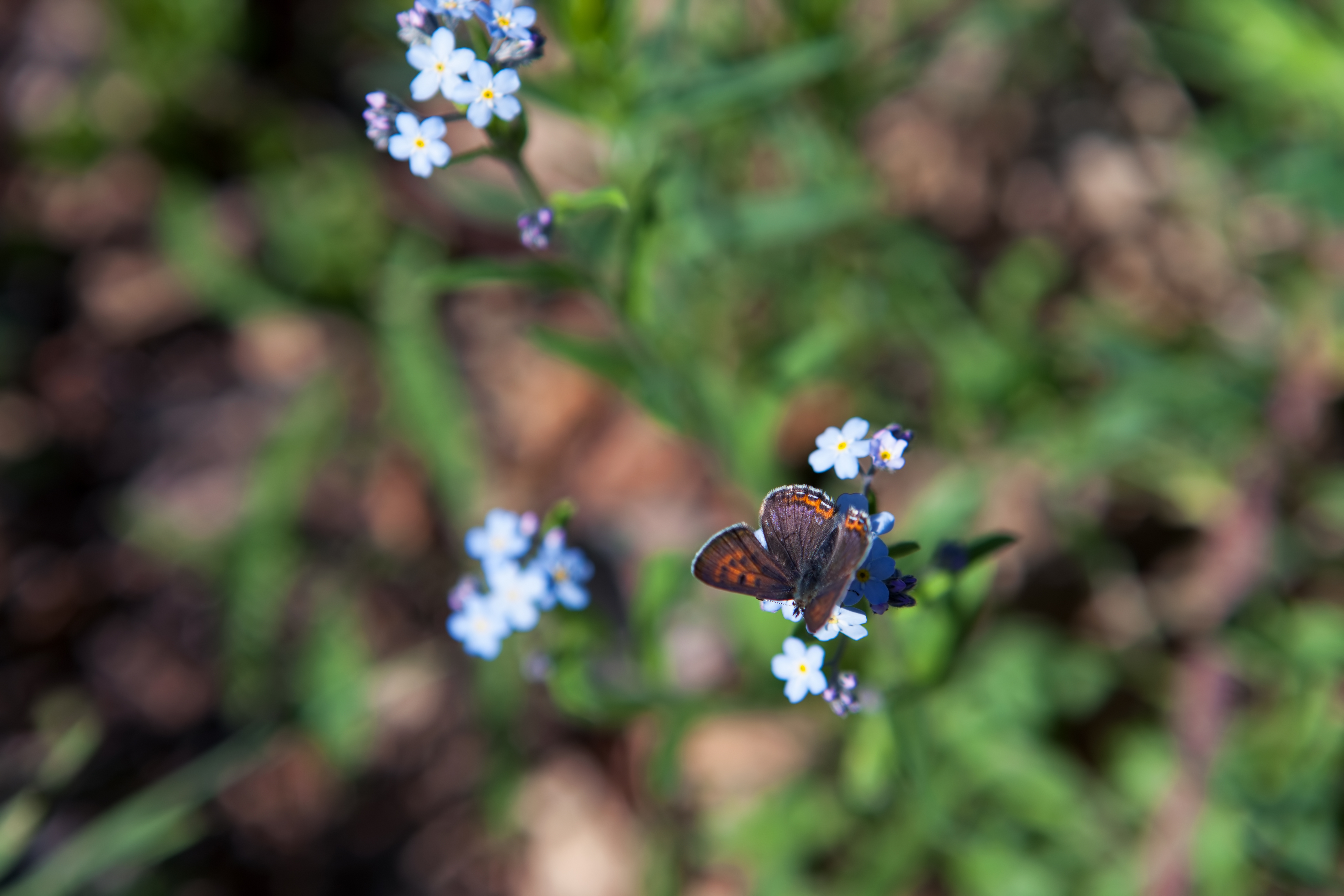 Butterfly, Aroma, Gardening, Spring, Plant, HQ Photo