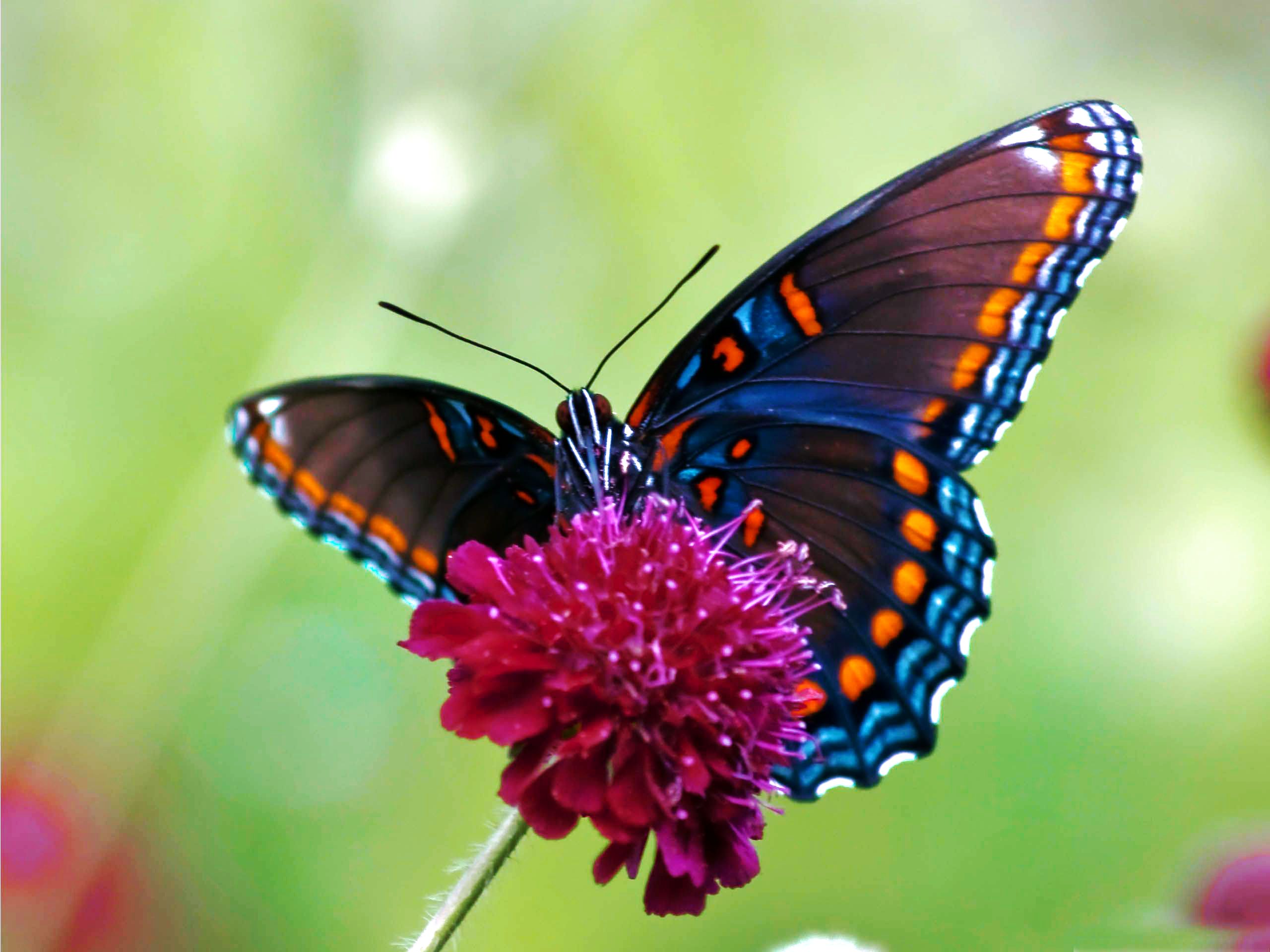 Butterfly Talk – Butterflies 101 - Kid 101