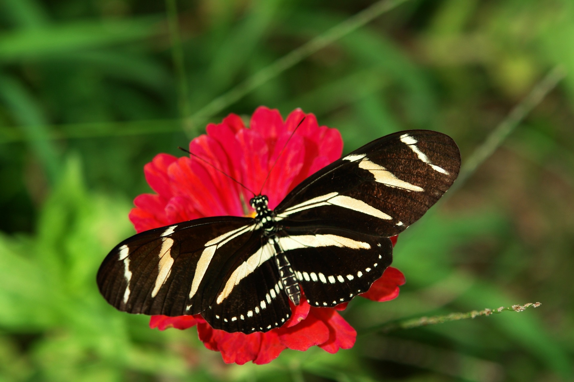 Butterflies Behaving Badly: What They Don't Want You to Know ...