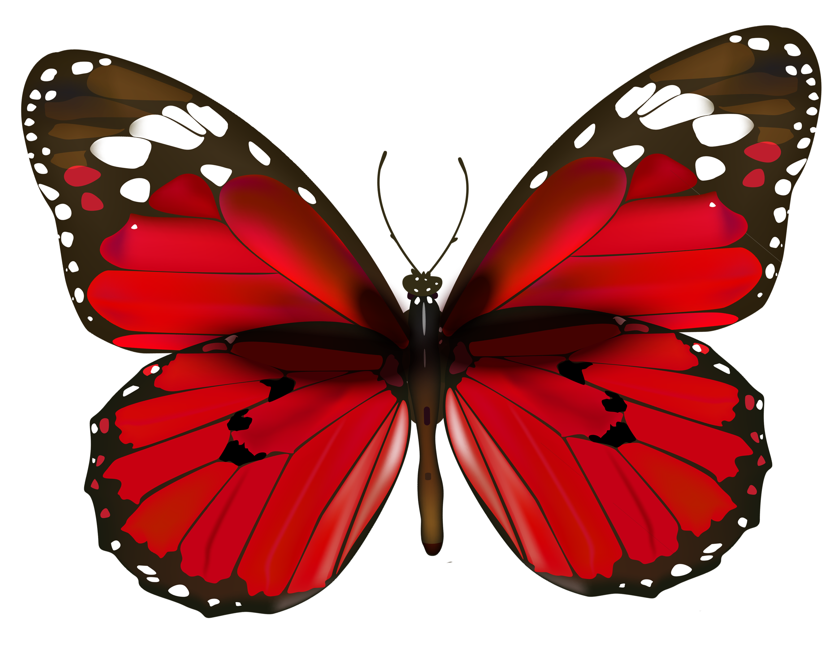 Butterfly White Background Images | All White Background