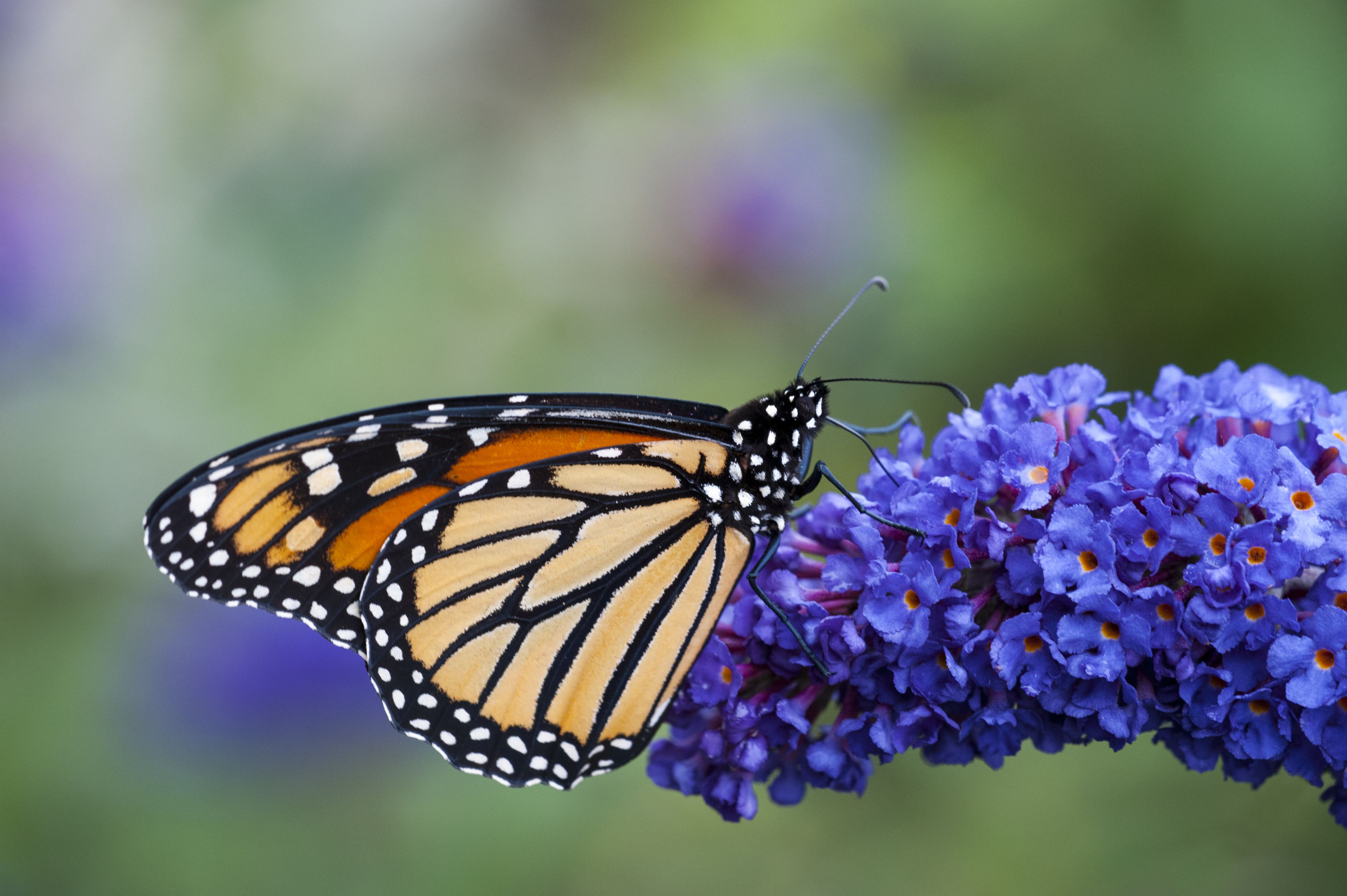 Flowers That Attract Monarch Butterflies