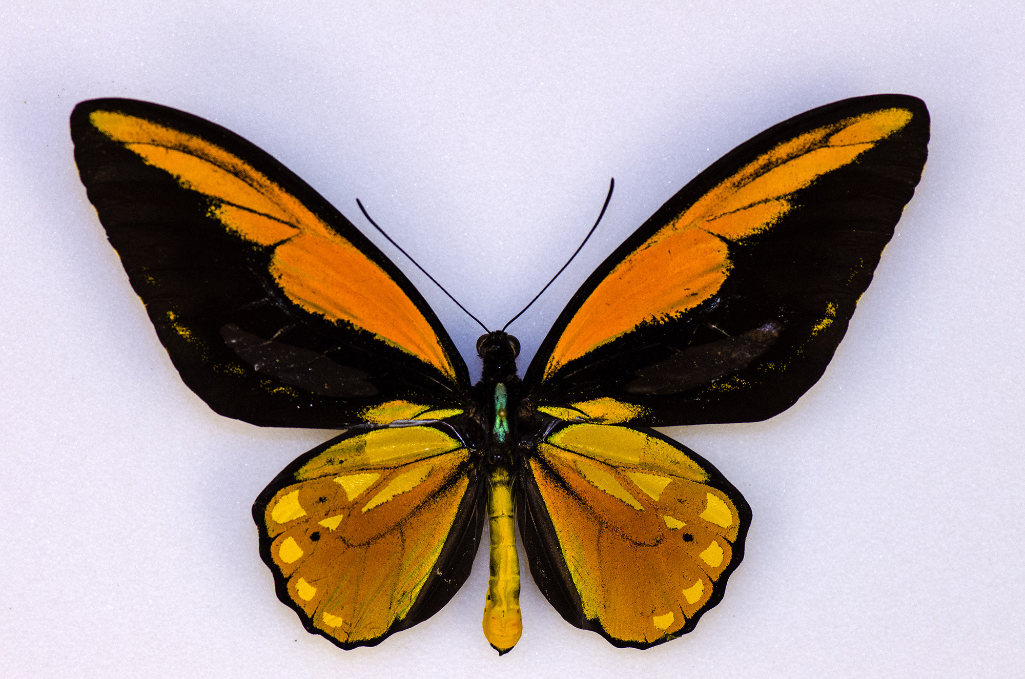 Wallace's Golden Birdwing Butterfly | HHMI BioInteractive