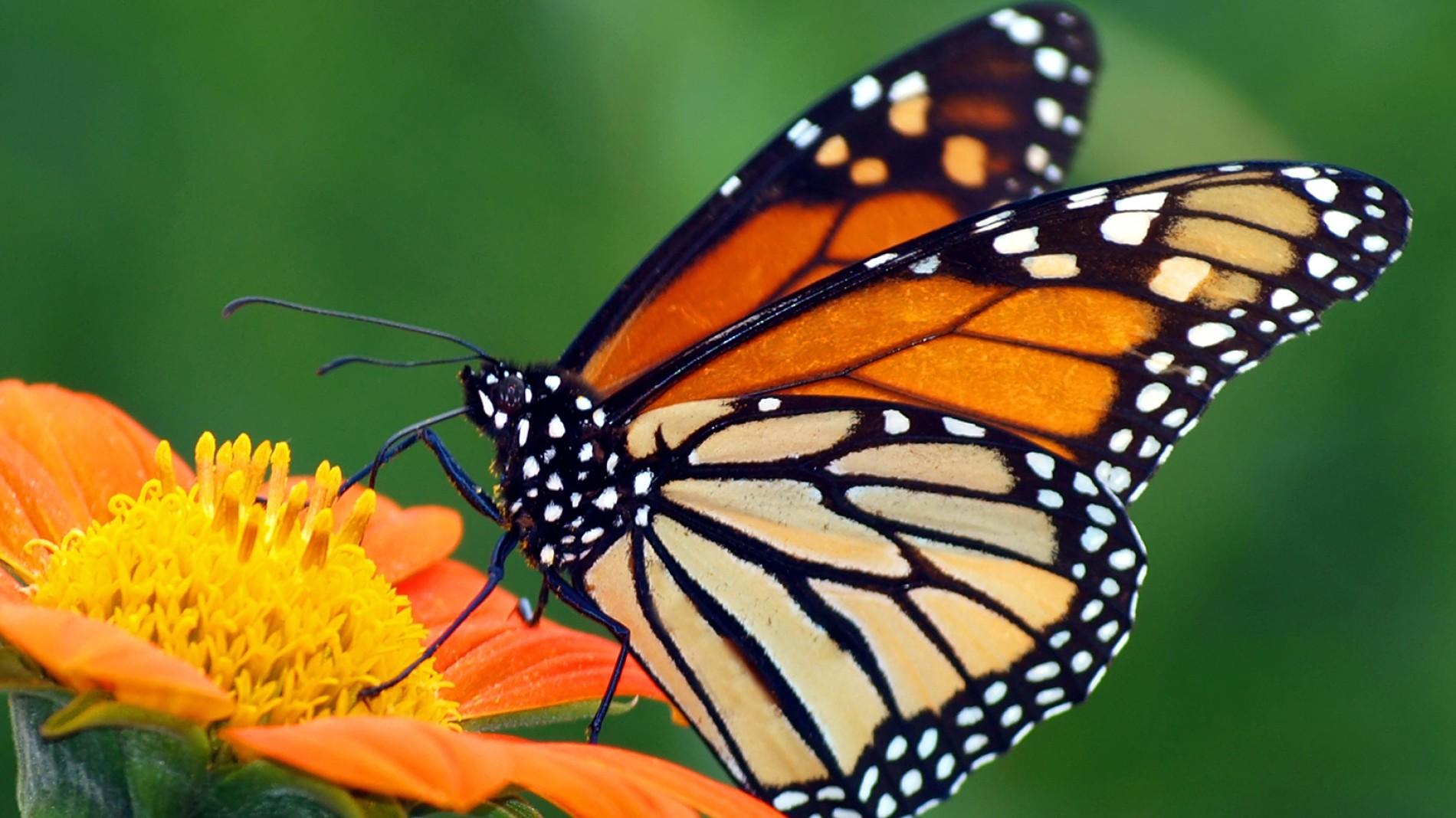 monarch-butterfly-orange-flower.ngsversion.1396530843192.adapt.1900.1.jpg