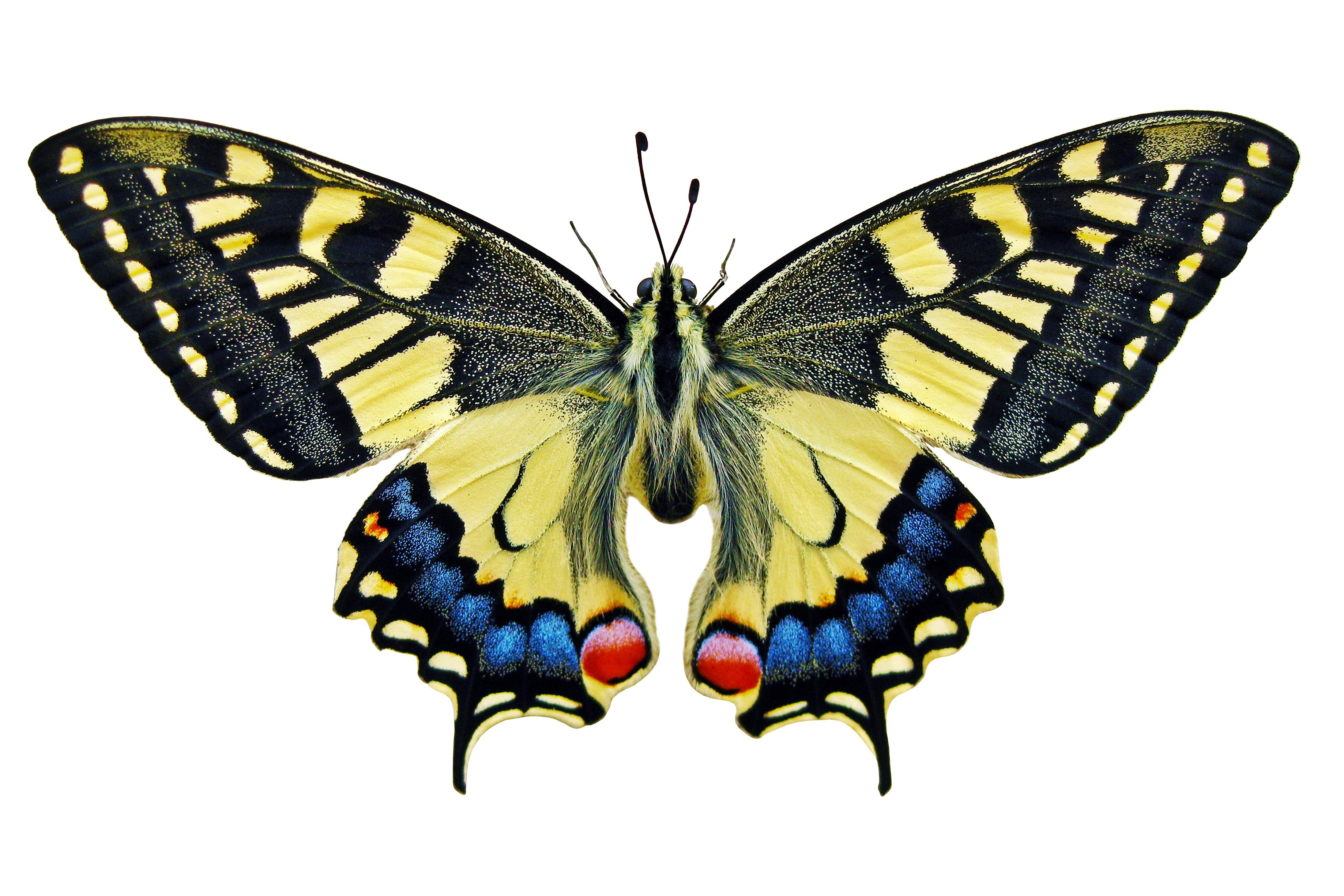 Triassic Butterfly Park? - Scientific American