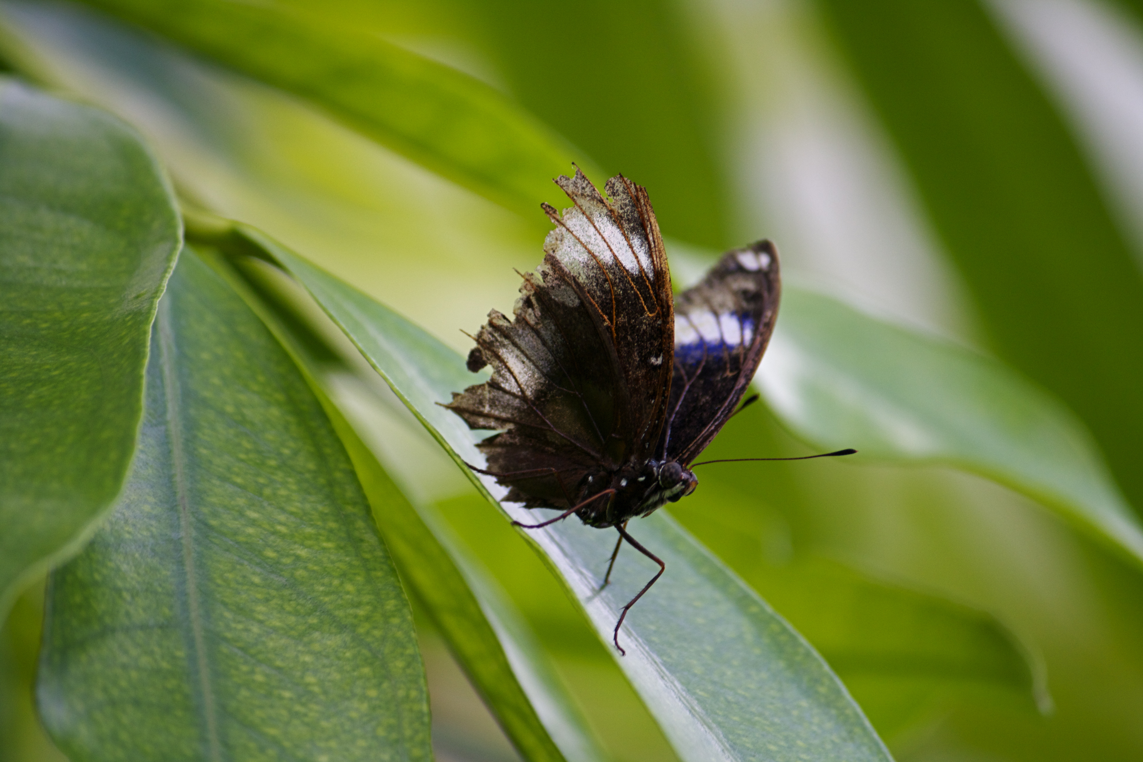 Butterfly, Animal, Bug, Fly, Insect, HQ Photo