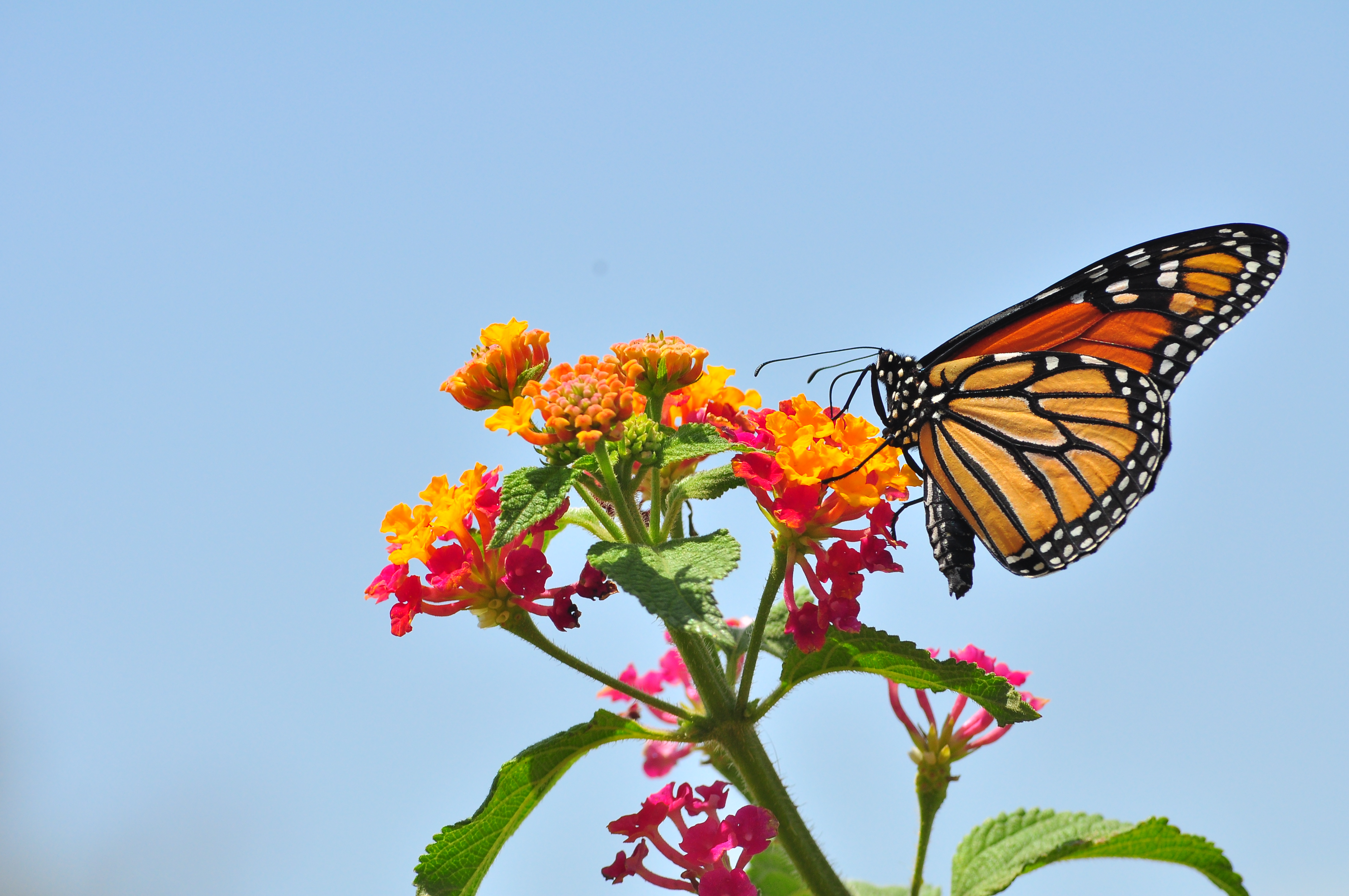 Monarch butterflies losing their food source, numbers declining ...