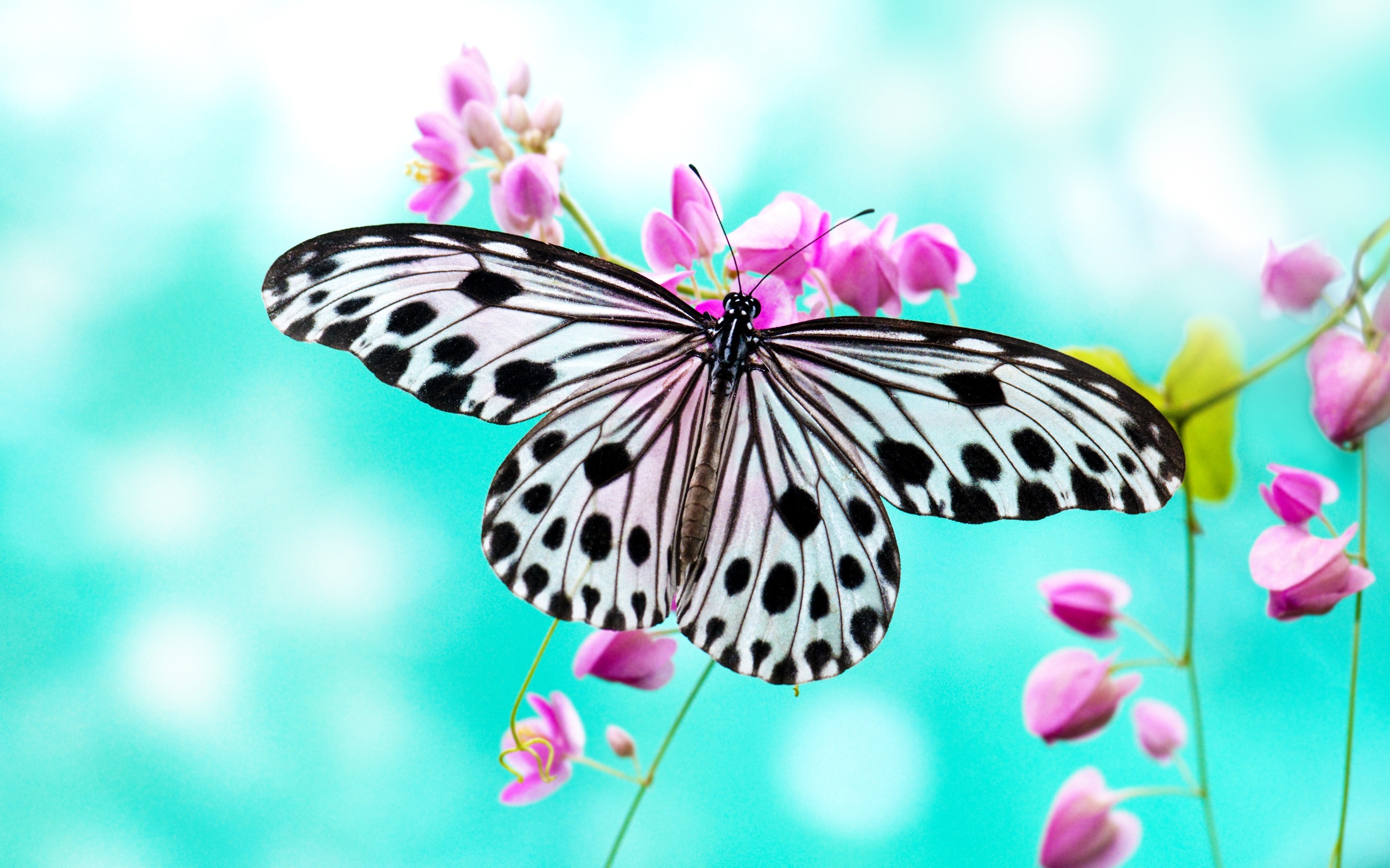 Free Butterfly Wallpapers Picture « Long Wallpapers