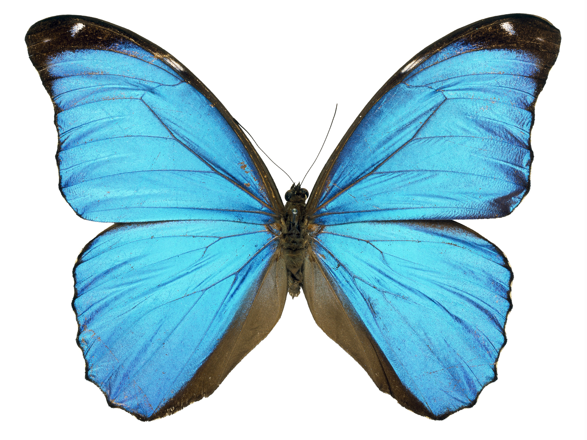 Top 81 Butterfly - HD Animal Spot