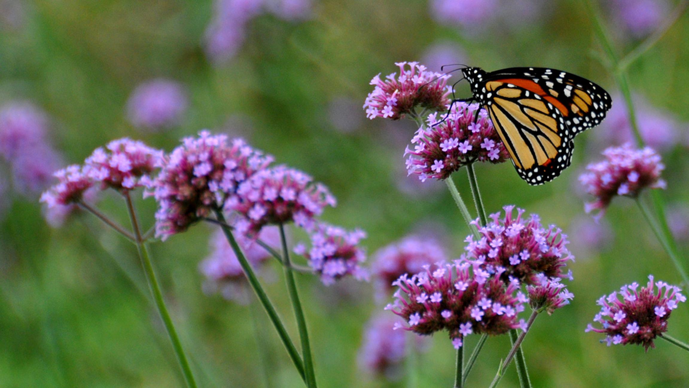 Illinois Lawmakers Pass Bill to Protect Monarch Butterfly Habitat ...