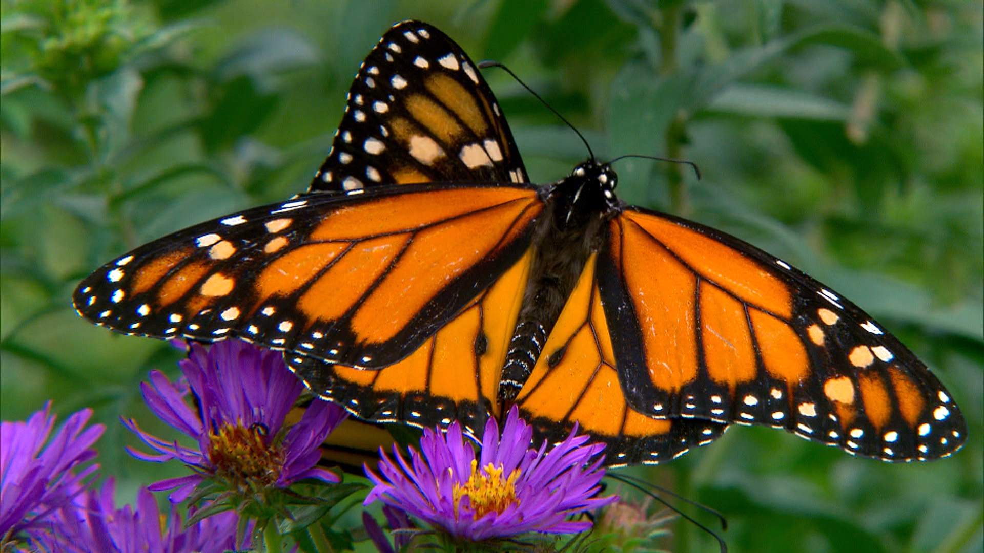 Monarch Butterfly's Numbers Fly Dangerously Low