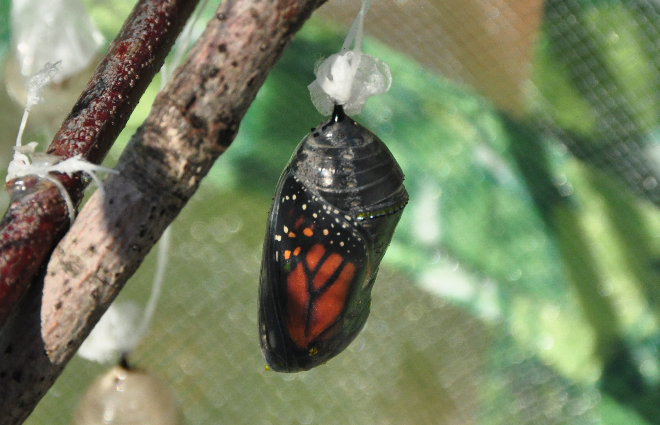 What monarch butterflies prefer | Earth | EarthSky