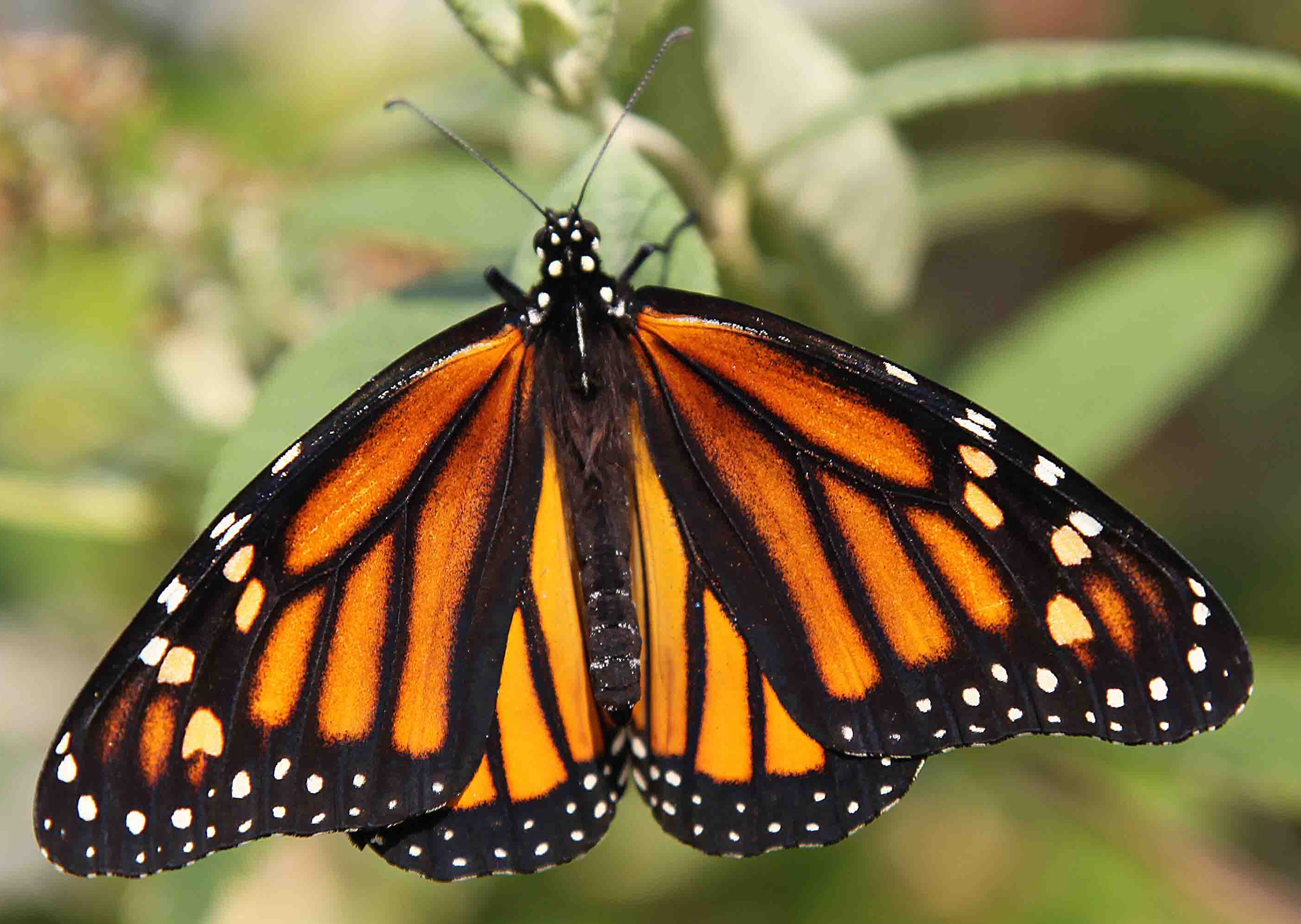 Vineyard natural habitats assist with butterfly comeback | WSU ...