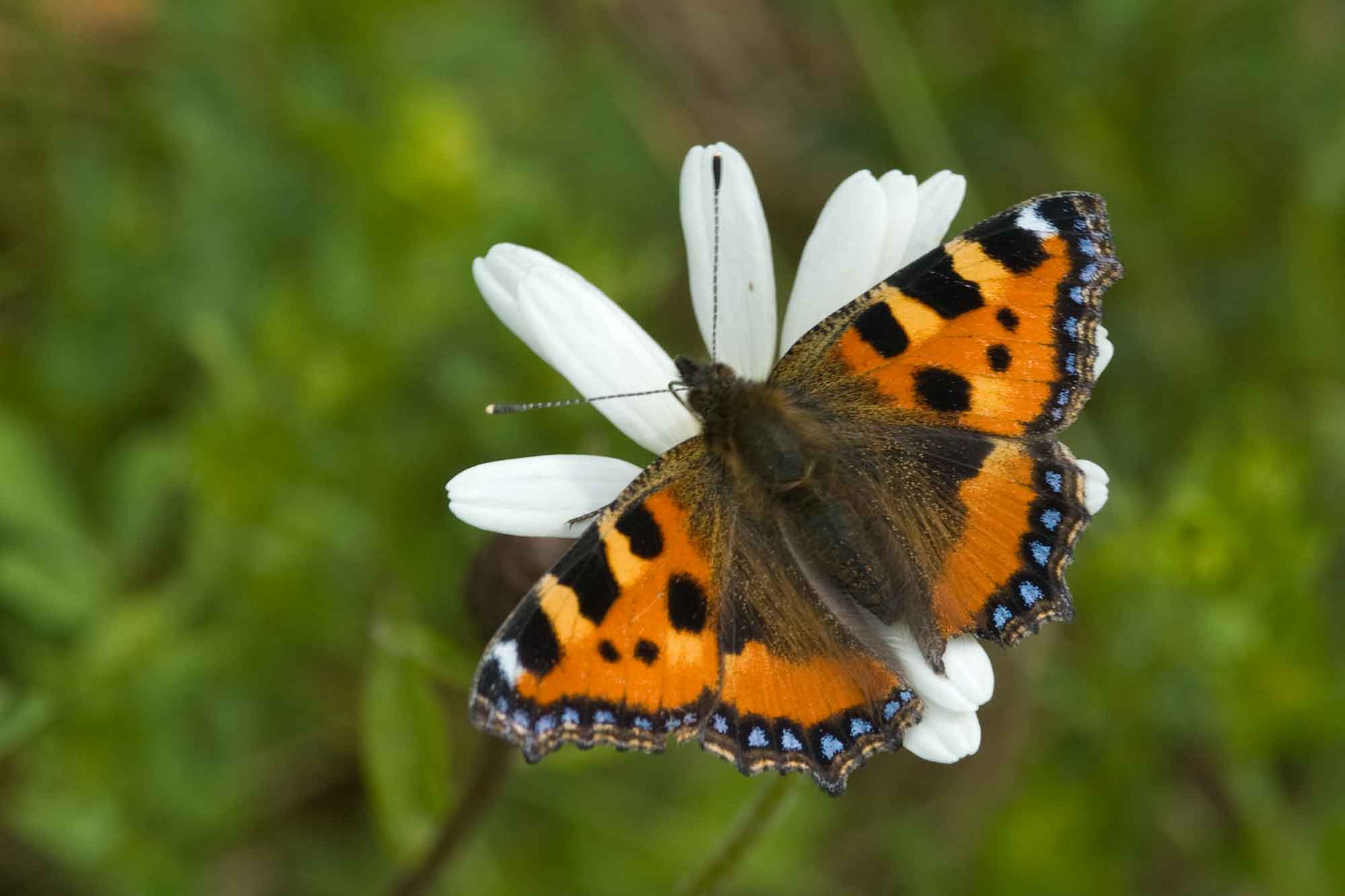 East Midlands Branch Butterfly Conservation - Welcome