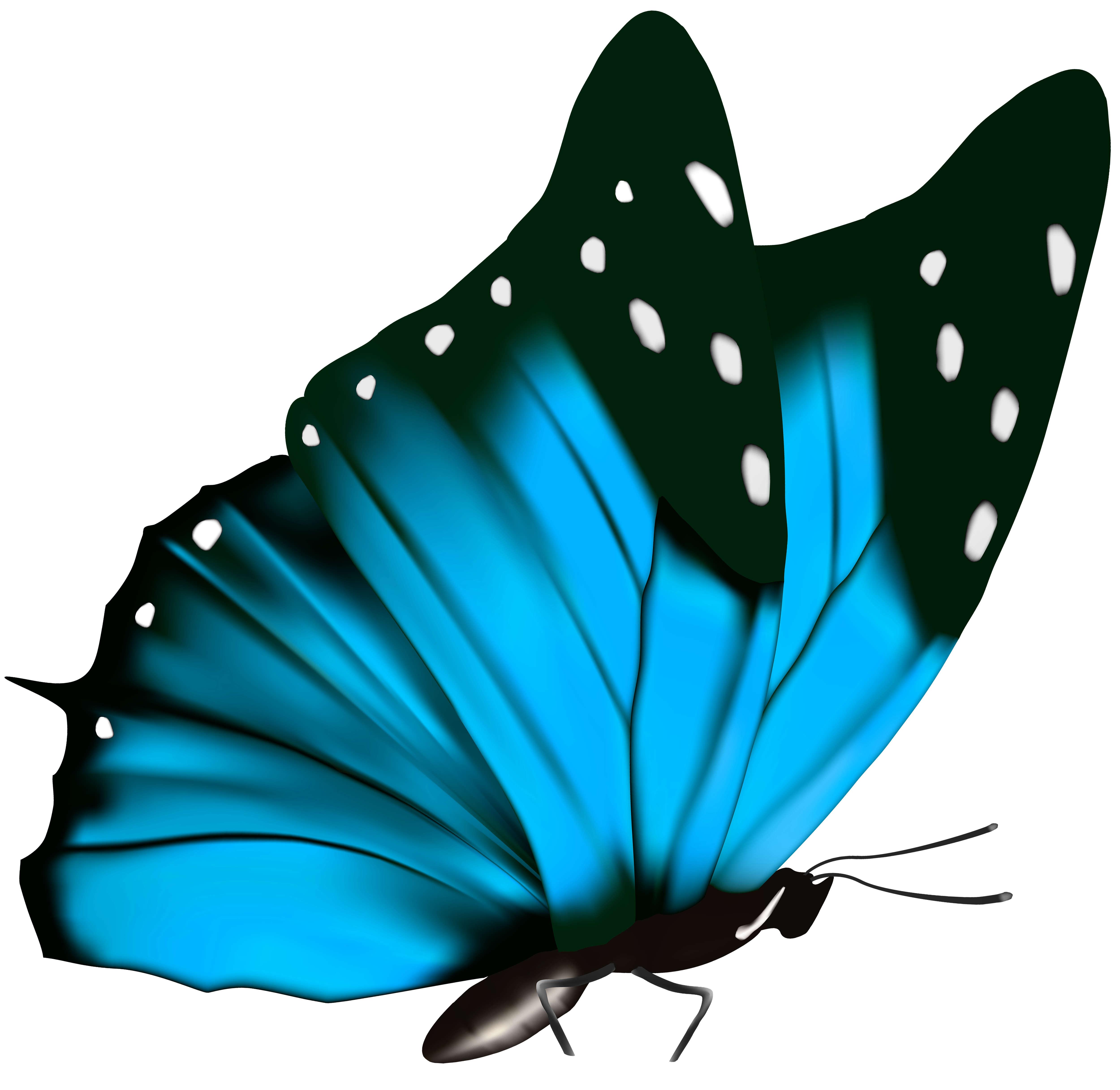 Top 81 Butterfly - HD Animal Spot