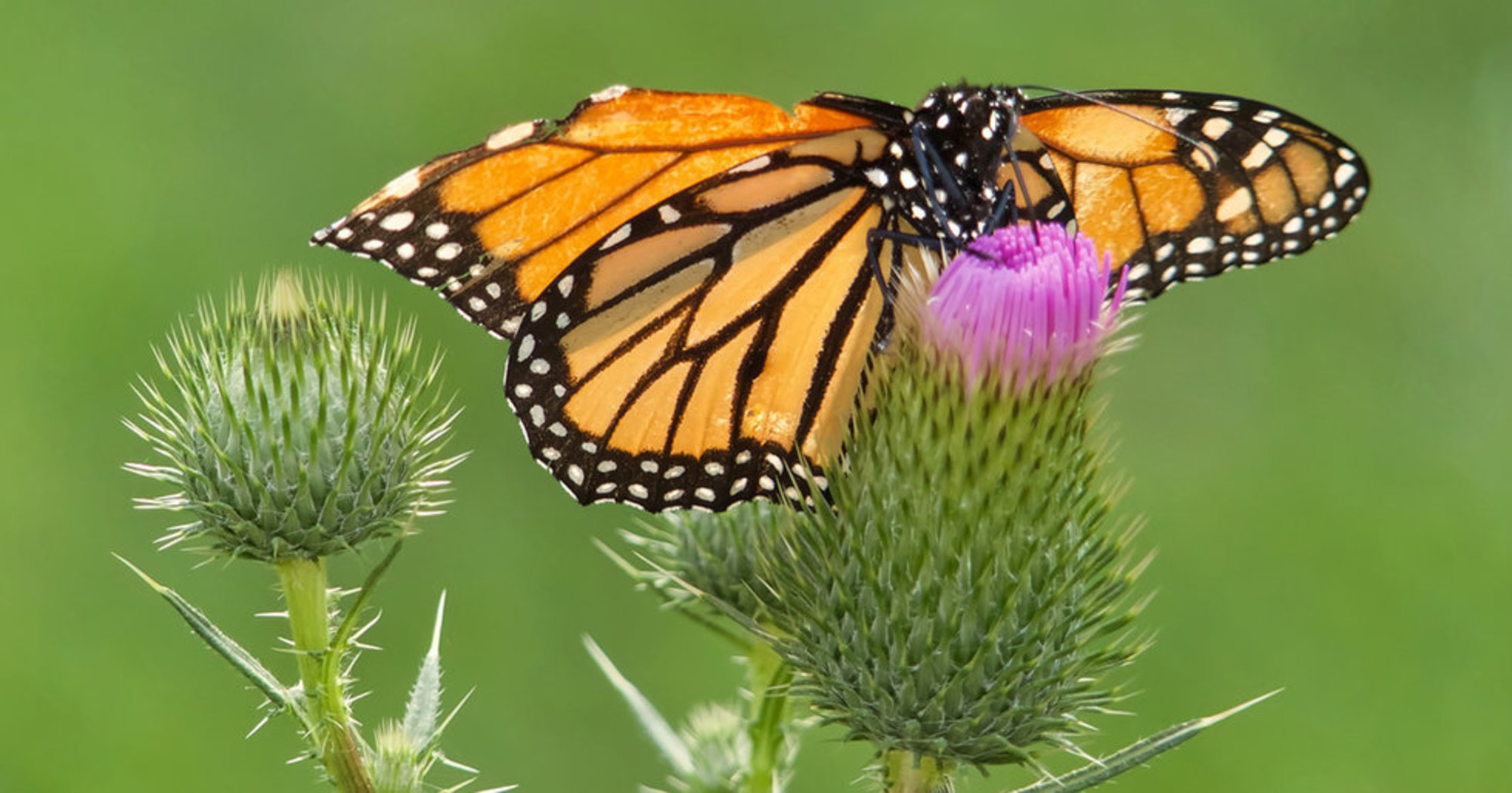 Groundbreaking 'Airbnb for Butterflies' Now Open for Business, Donations