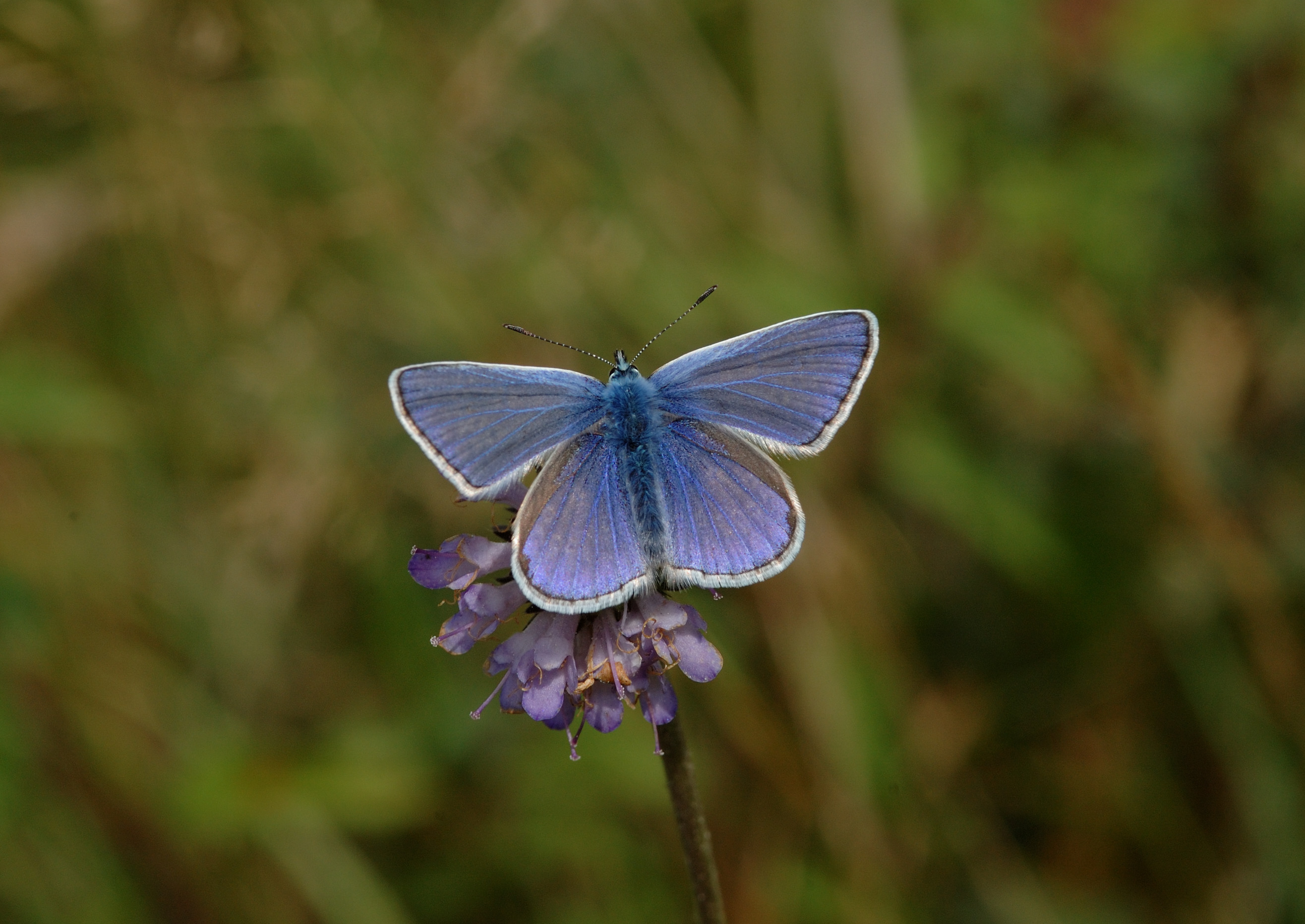 Butterfly Conservation - Common Blue
