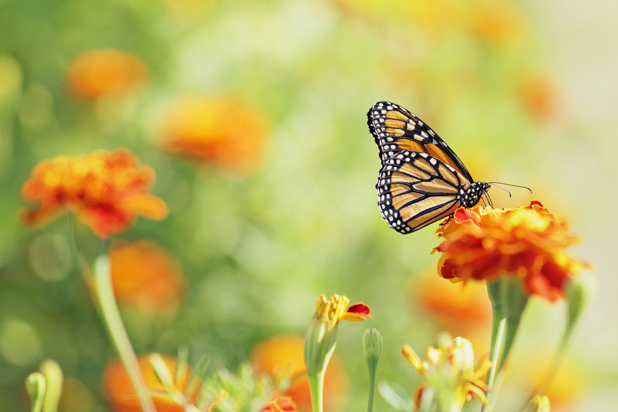 10 nectar-producing plants to help create a butterfly garden