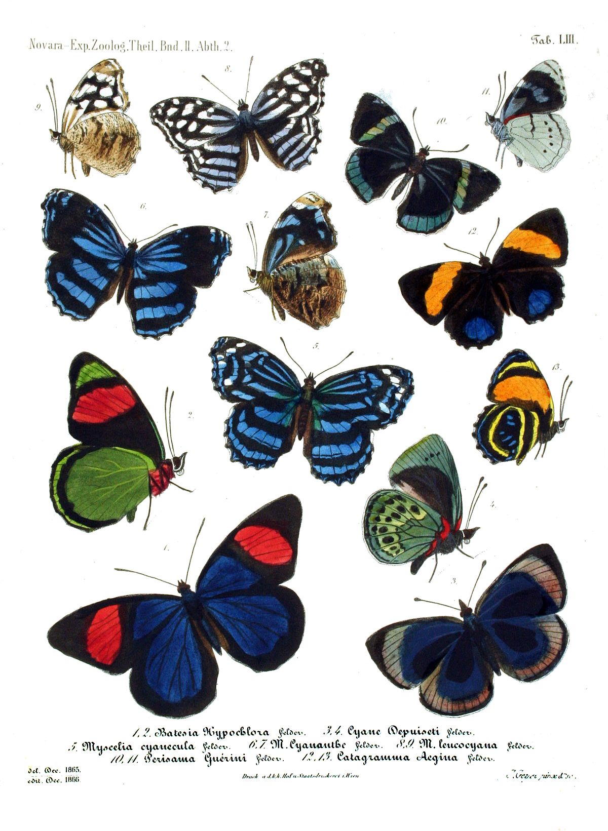 Nymphalidae - Wikipedia