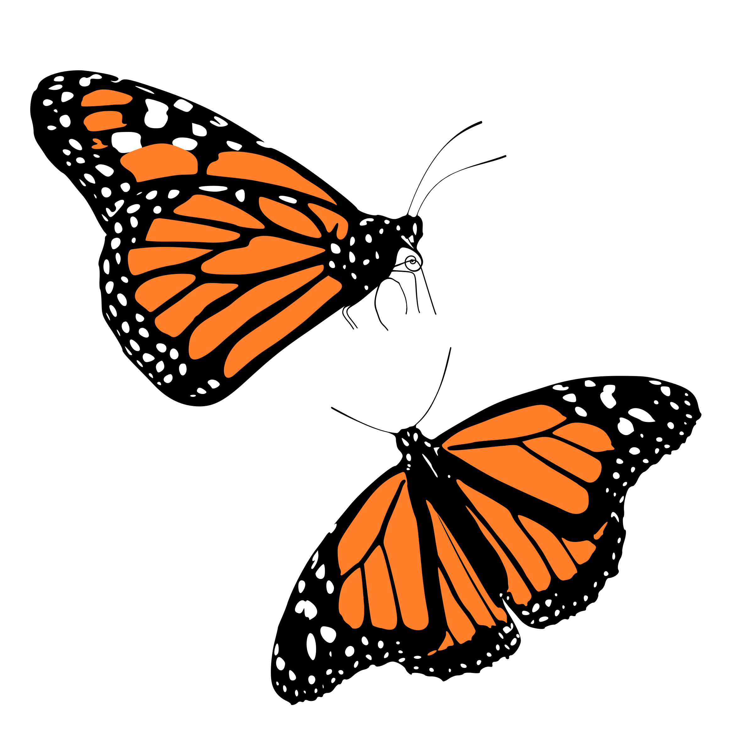 Monarch butterflies Icons PNG - Free PNG and Icons Downloads
