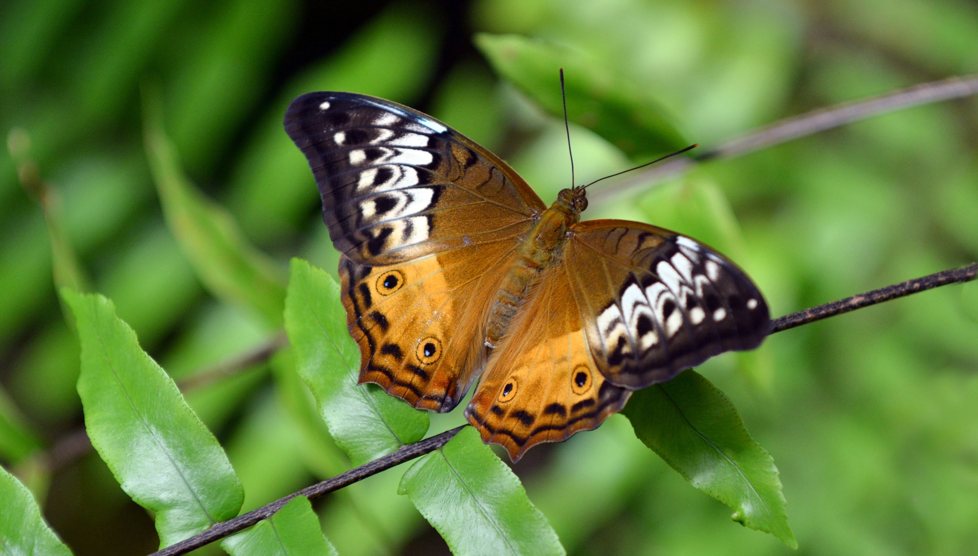 Butterfly-friendly Gardens | Perth Zoo