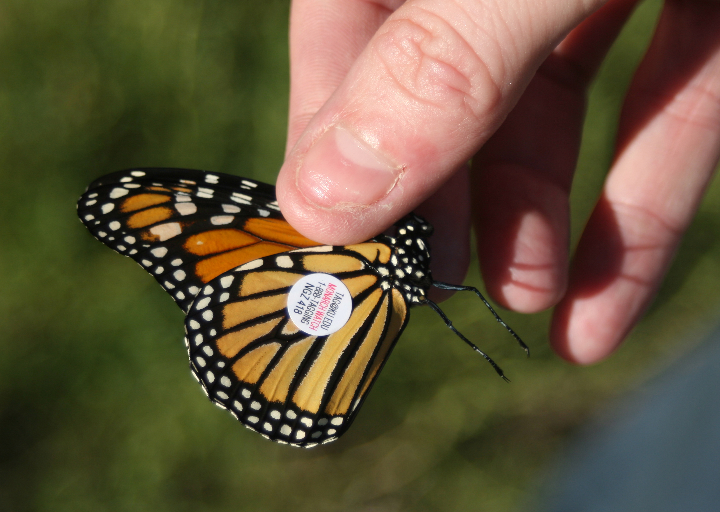 Butterfly Festival – Kansas Wetlands Education Center