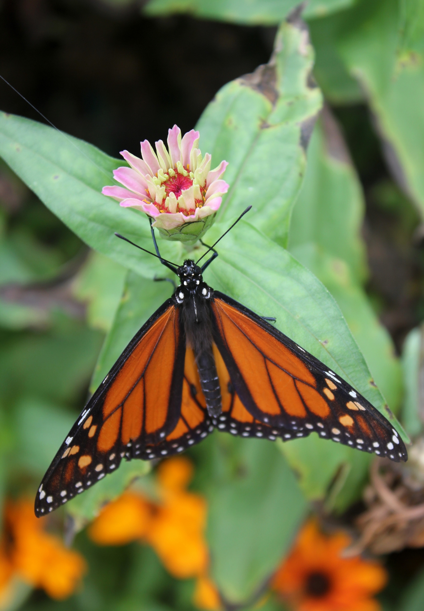 Festival of Butterflies | Powell Gardens, Kansas City's botanical garden