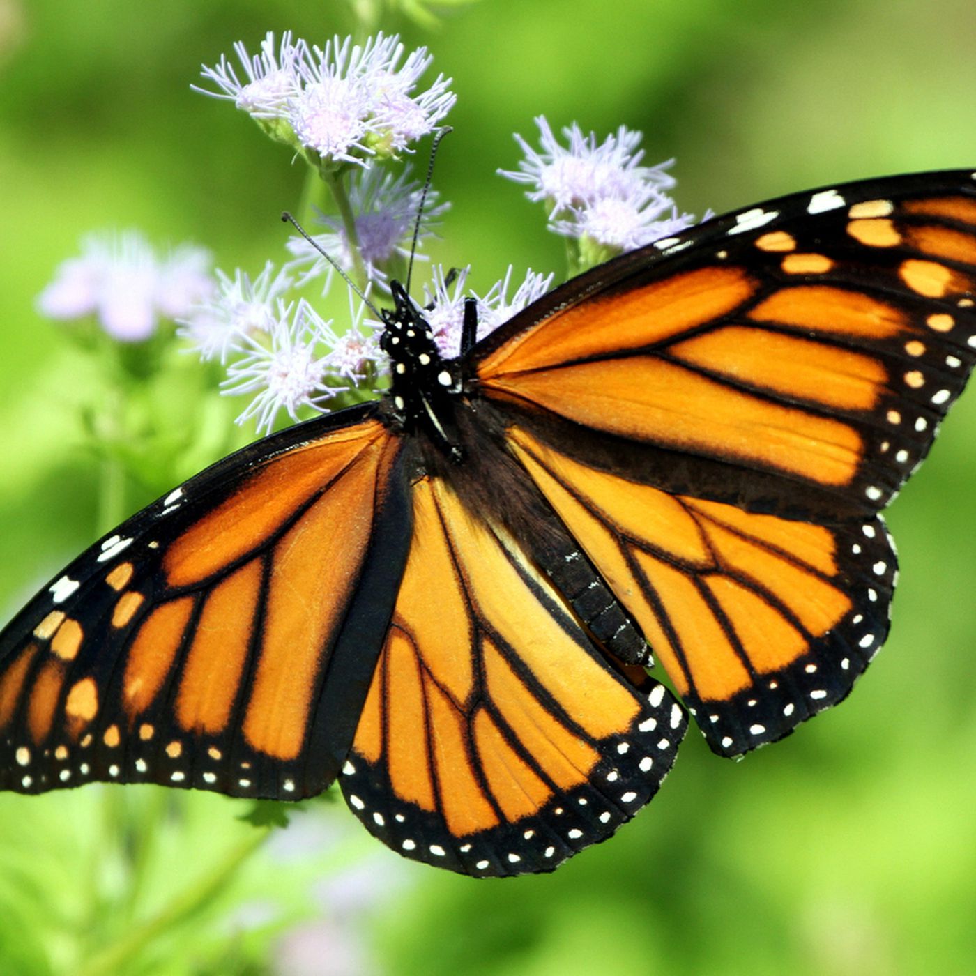 Monarch butterflies could be declared an endangered species. Here's ...
