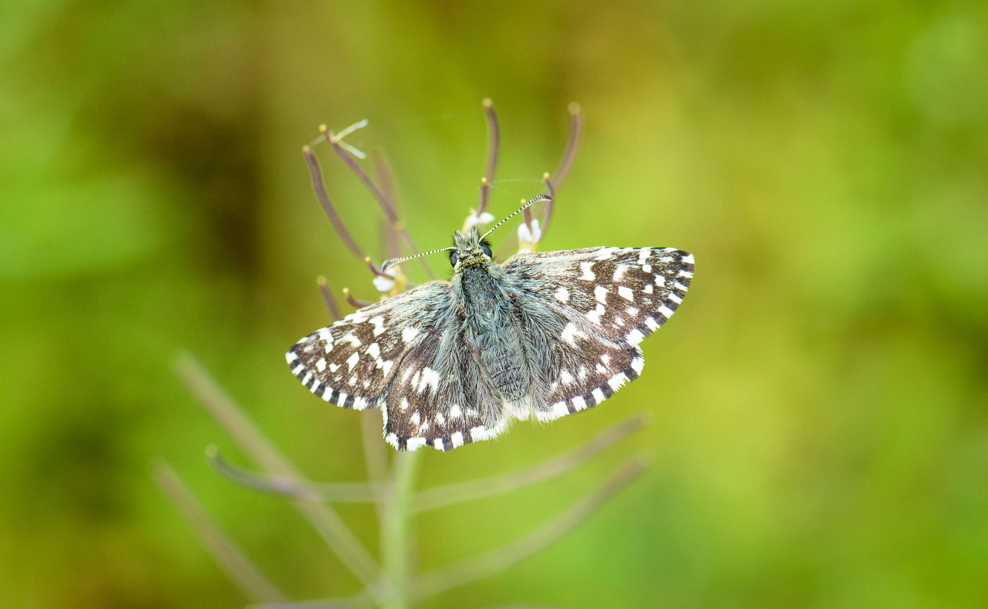 East Midlands Branch Butterfly Conservation - Welcome