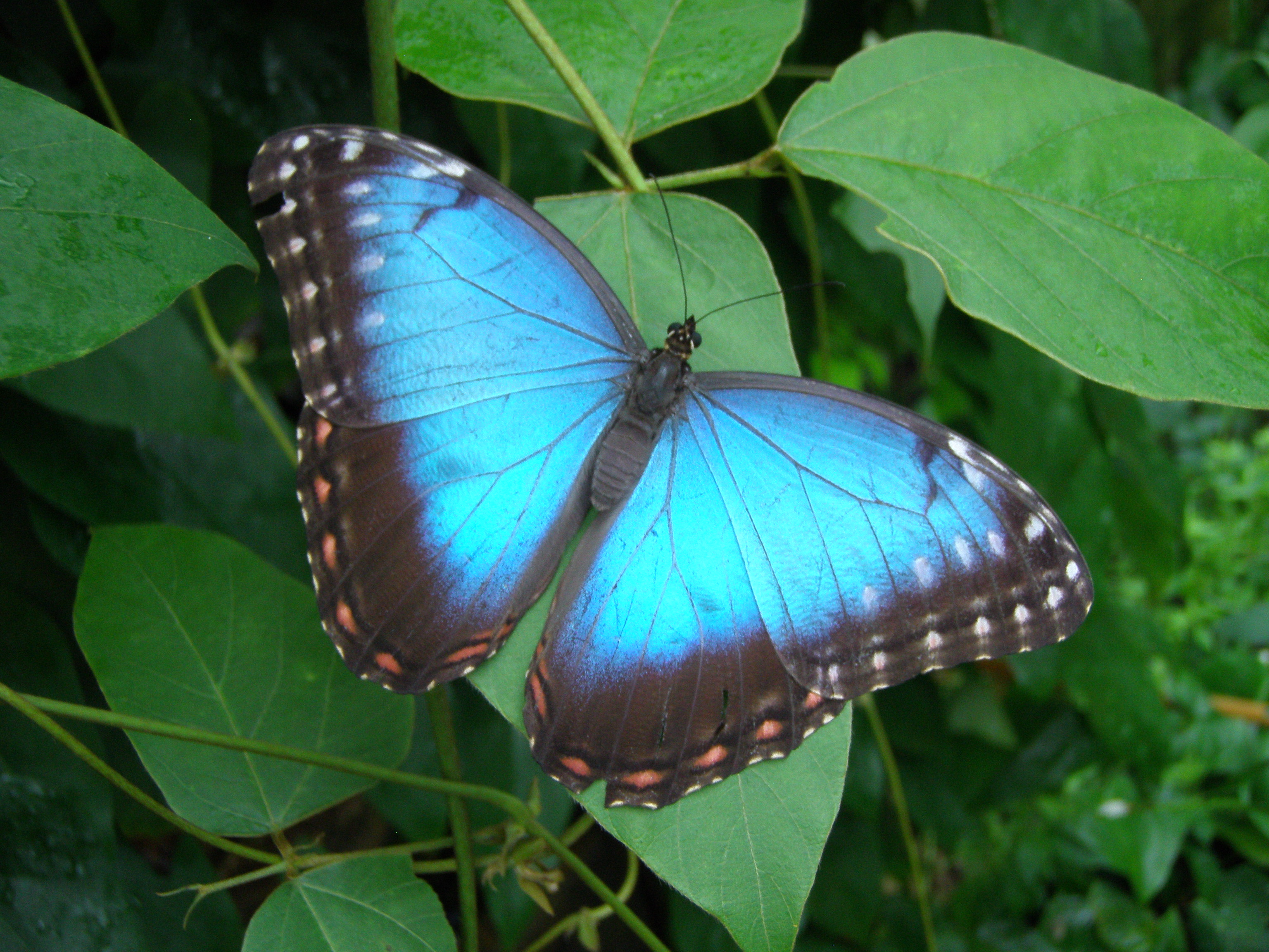 Butterflies in Ontario – Rice Road Greenhouses