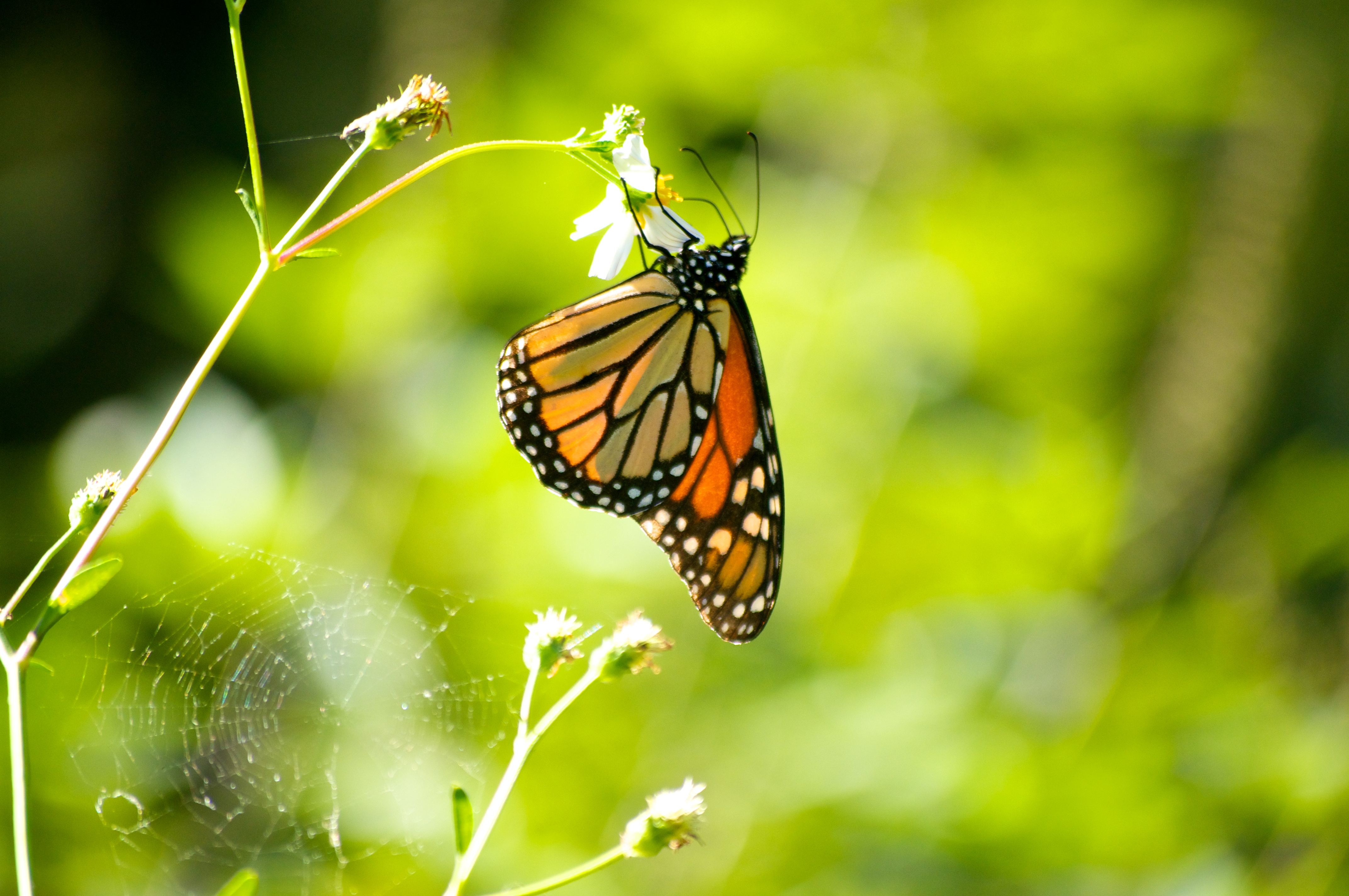 BASF and farmers partner to help the monarch butterfly