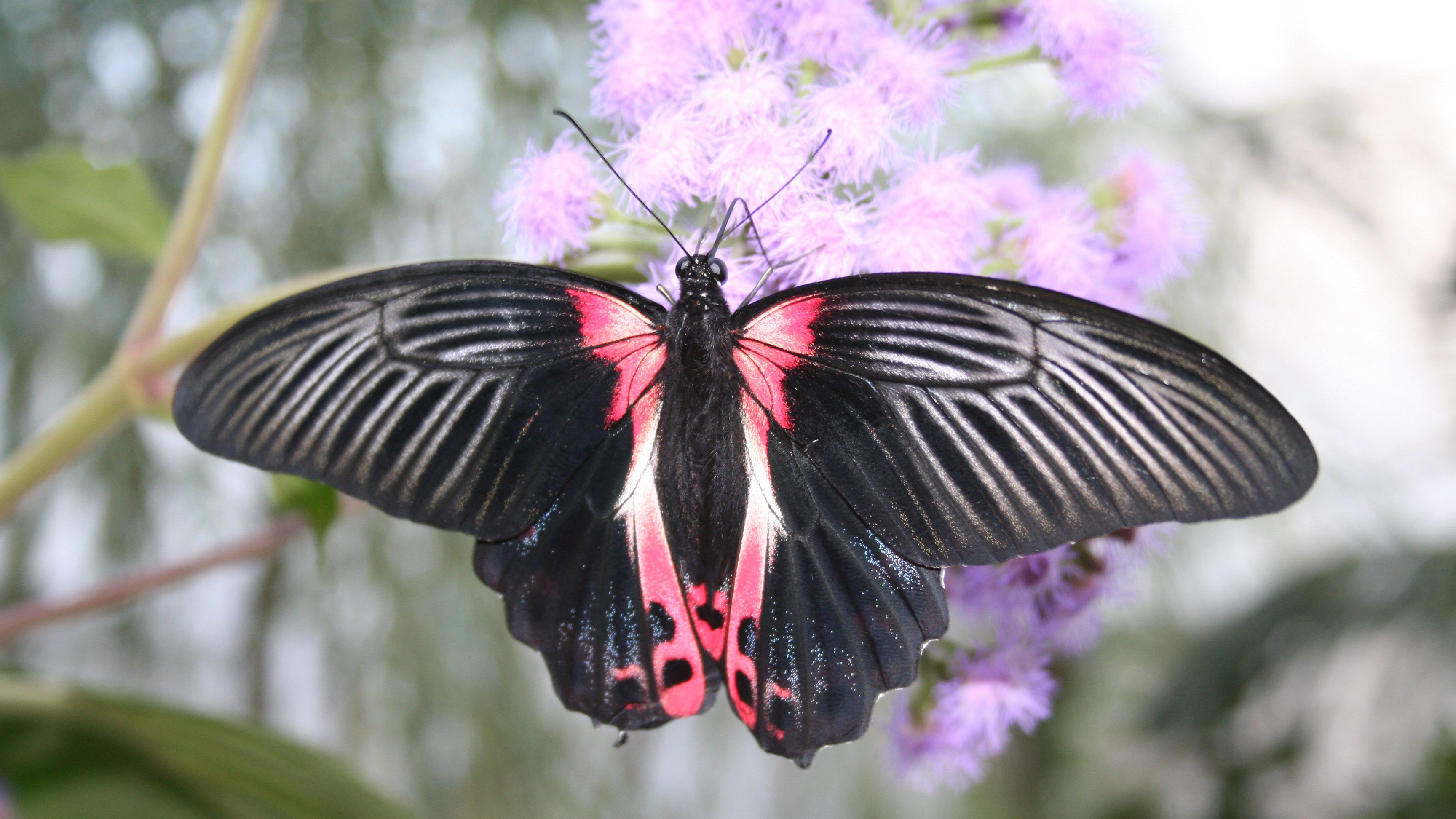 Butterfly Paradise | Zoological Society of London (ZSL)