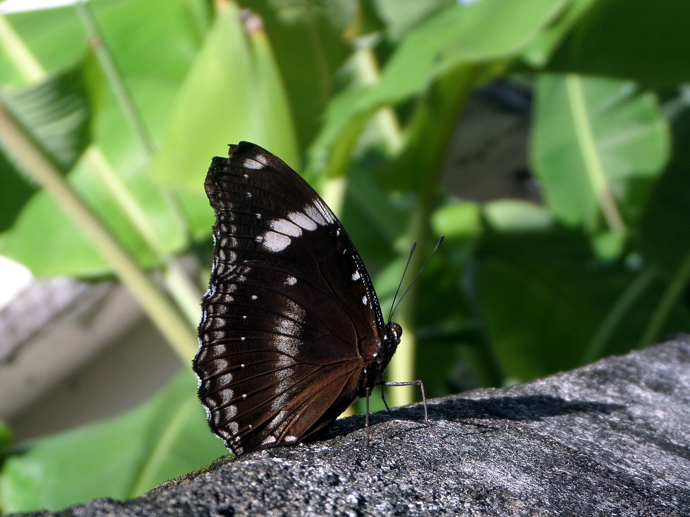 Butterfly, Bug, Insect, Thai, Thailand, HQ Photo