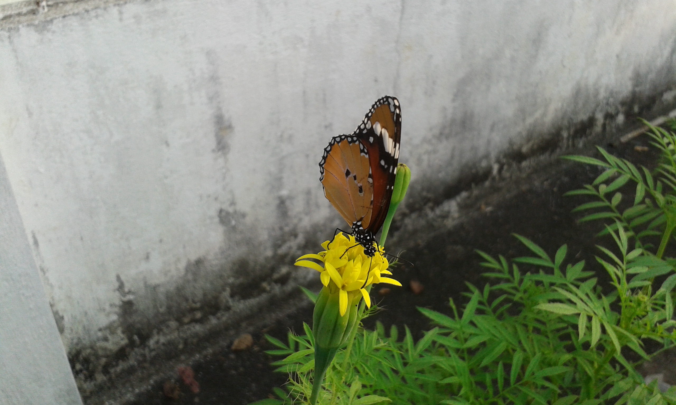 Butterfly, Flower, Insect, HQ Photo