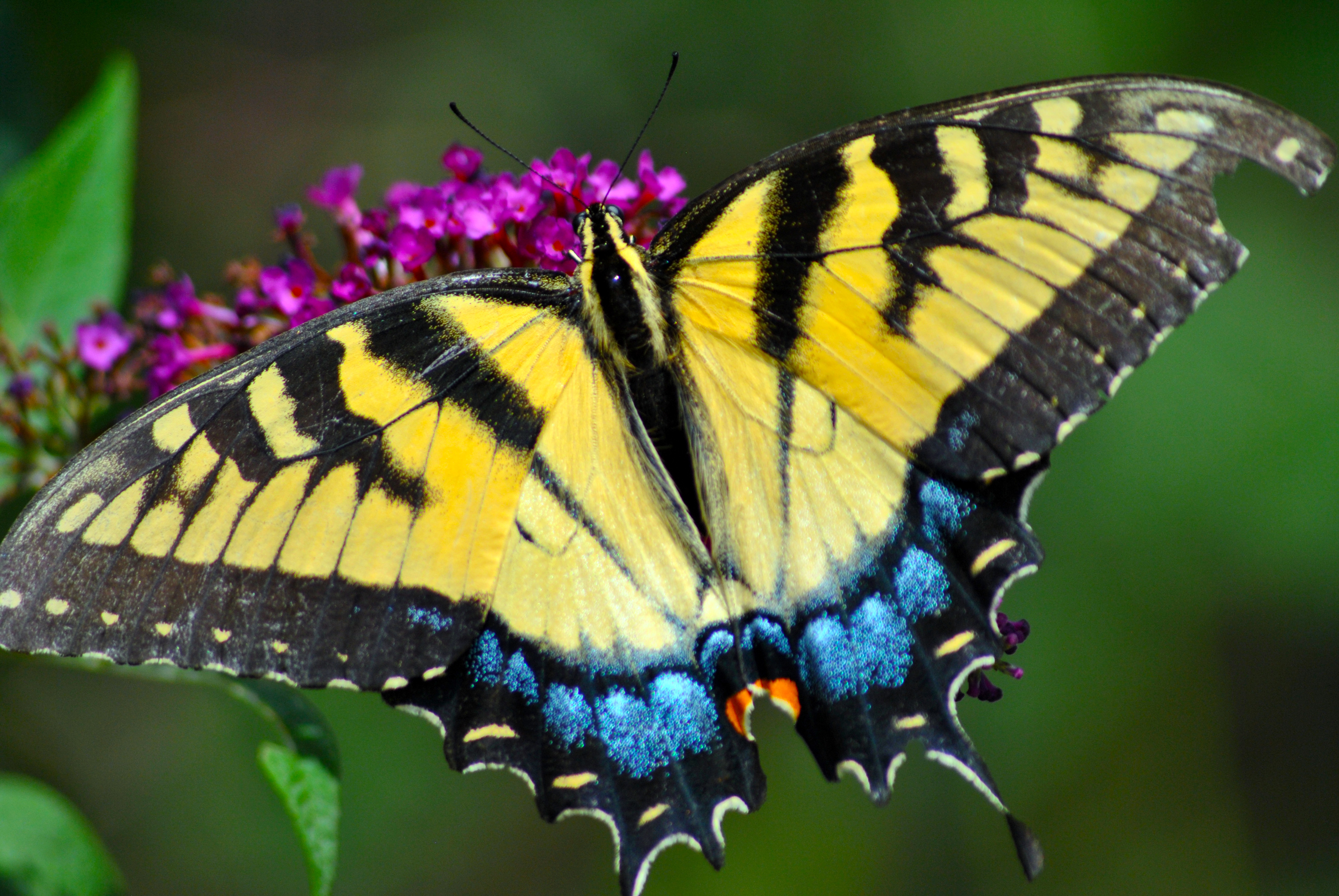 Butterfly, Animals, Insect, Nature, HQ Photo
