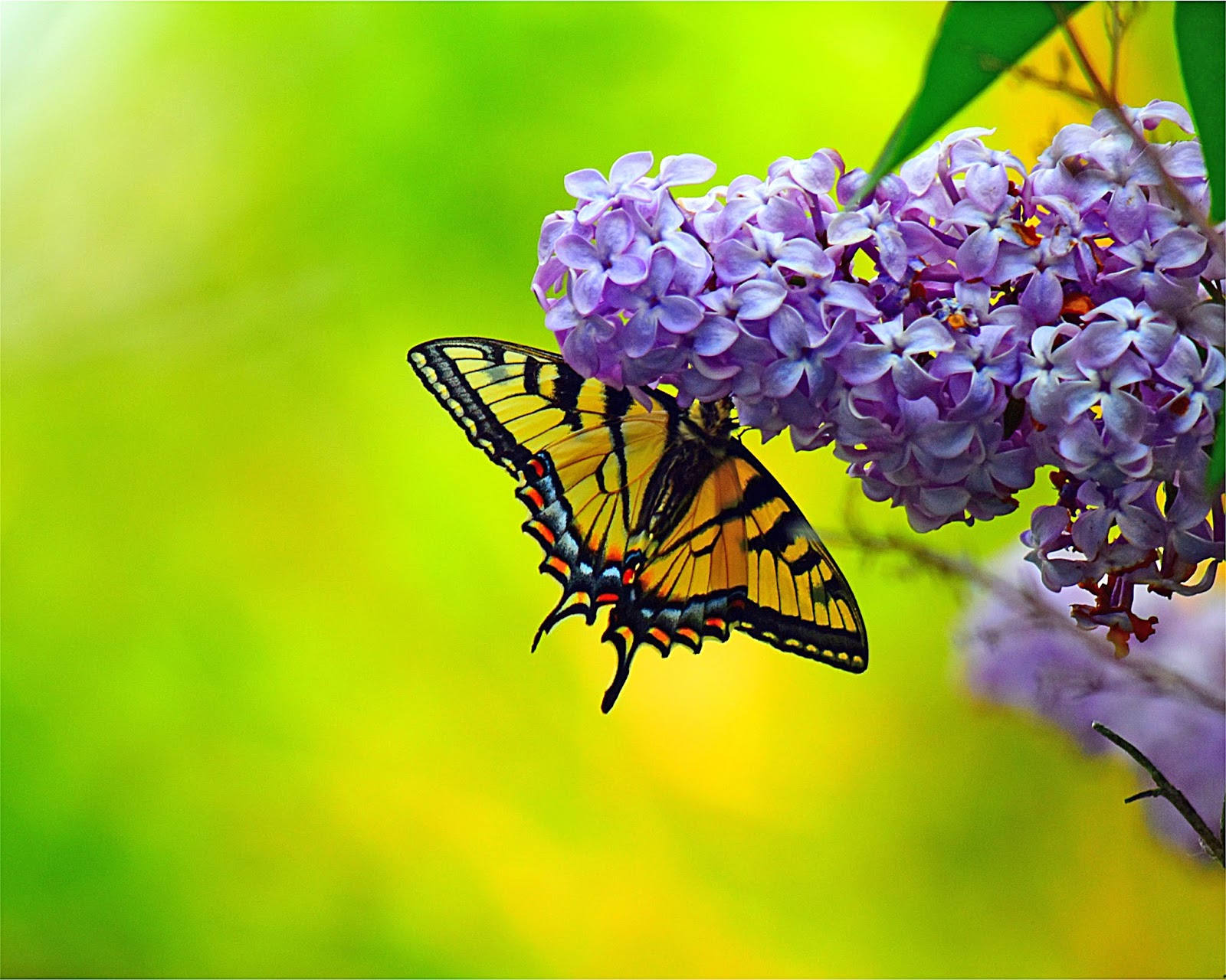 nature tales and camera trails: Swallowtail Butterflies