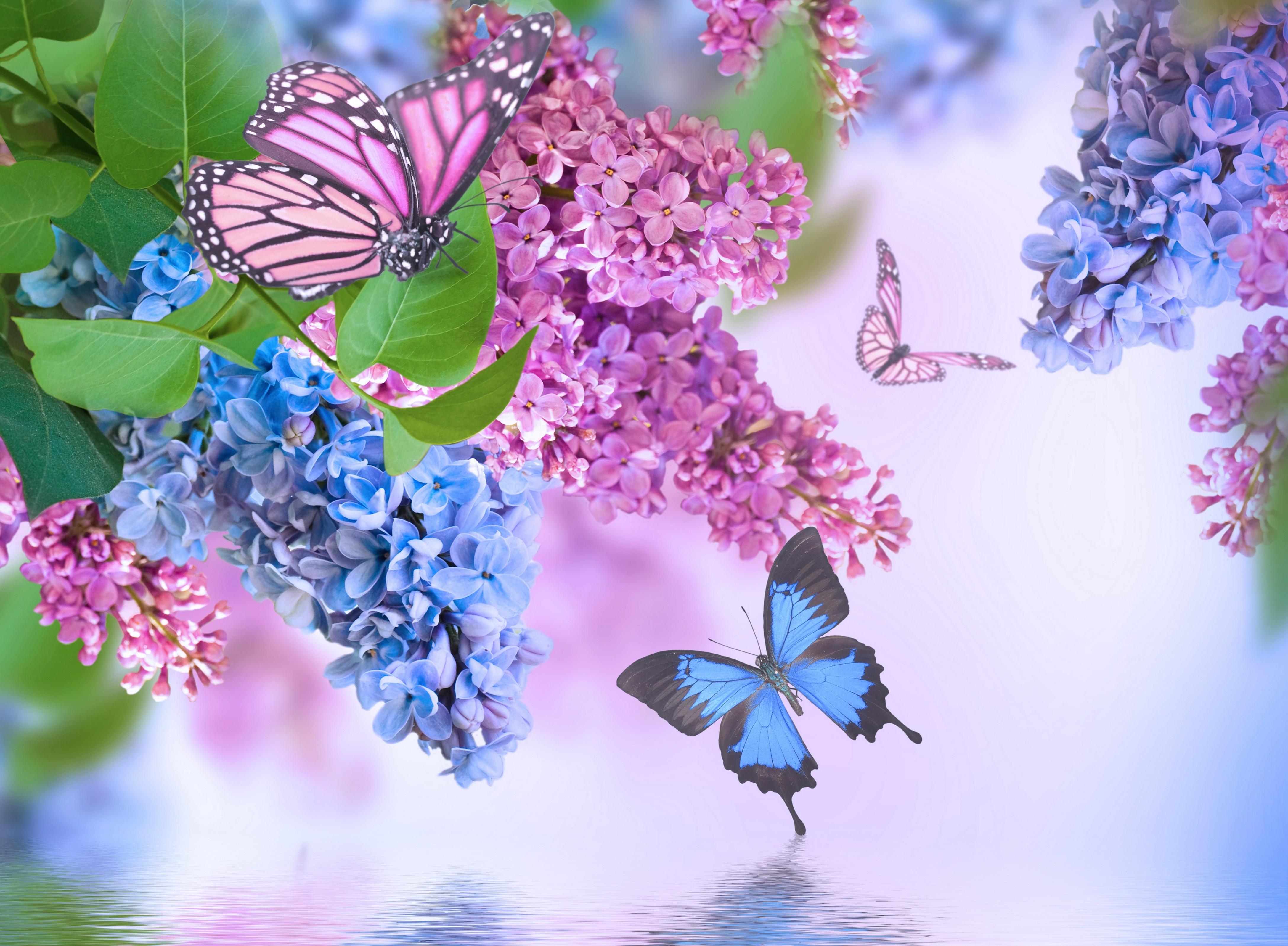 Flower: Simply Beautiful Flowers Lilac Butterflies Water Nature ...