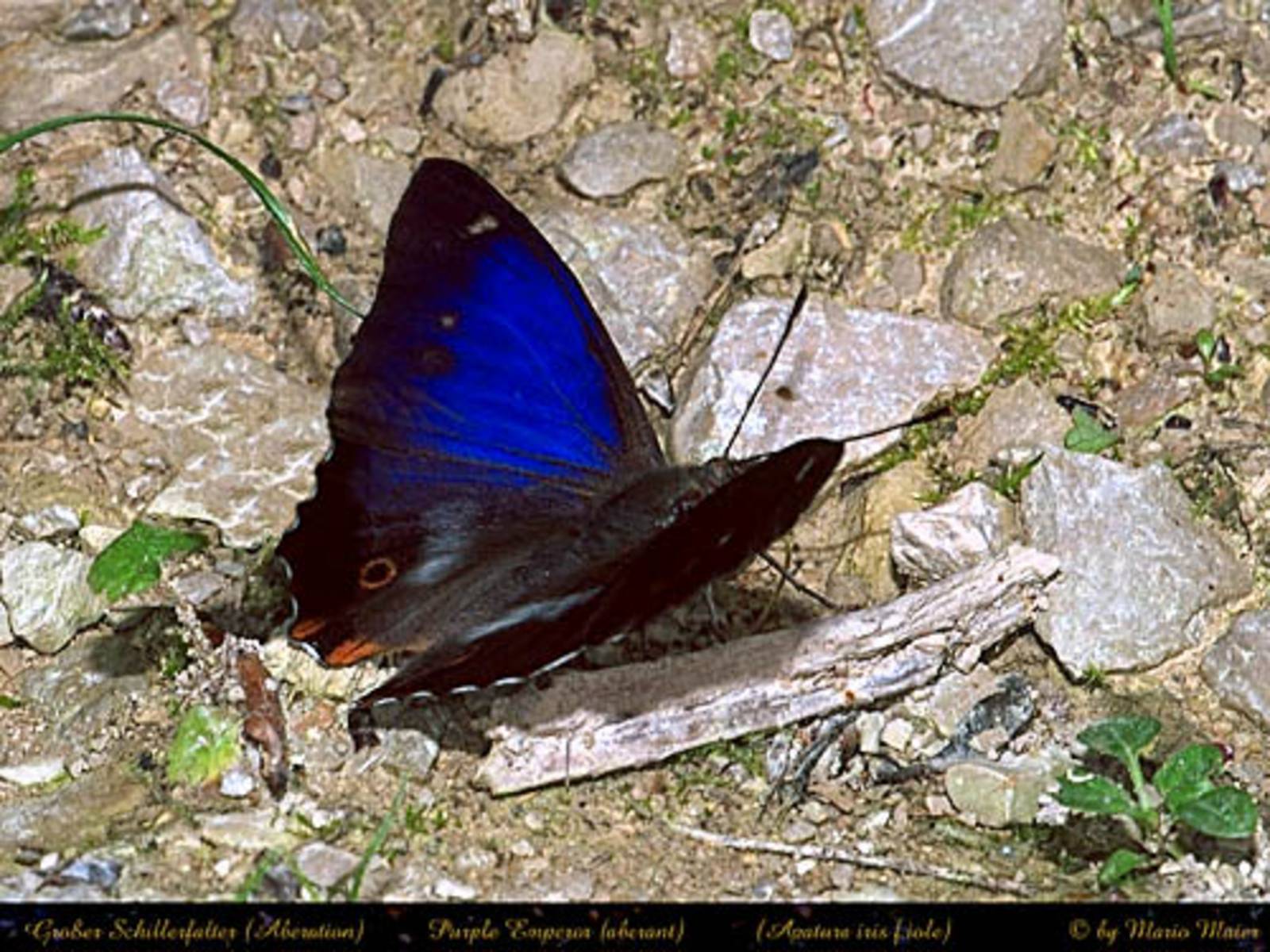 ButterflyCorner.net: Apatura iris (Purple Emperor, Großer ...