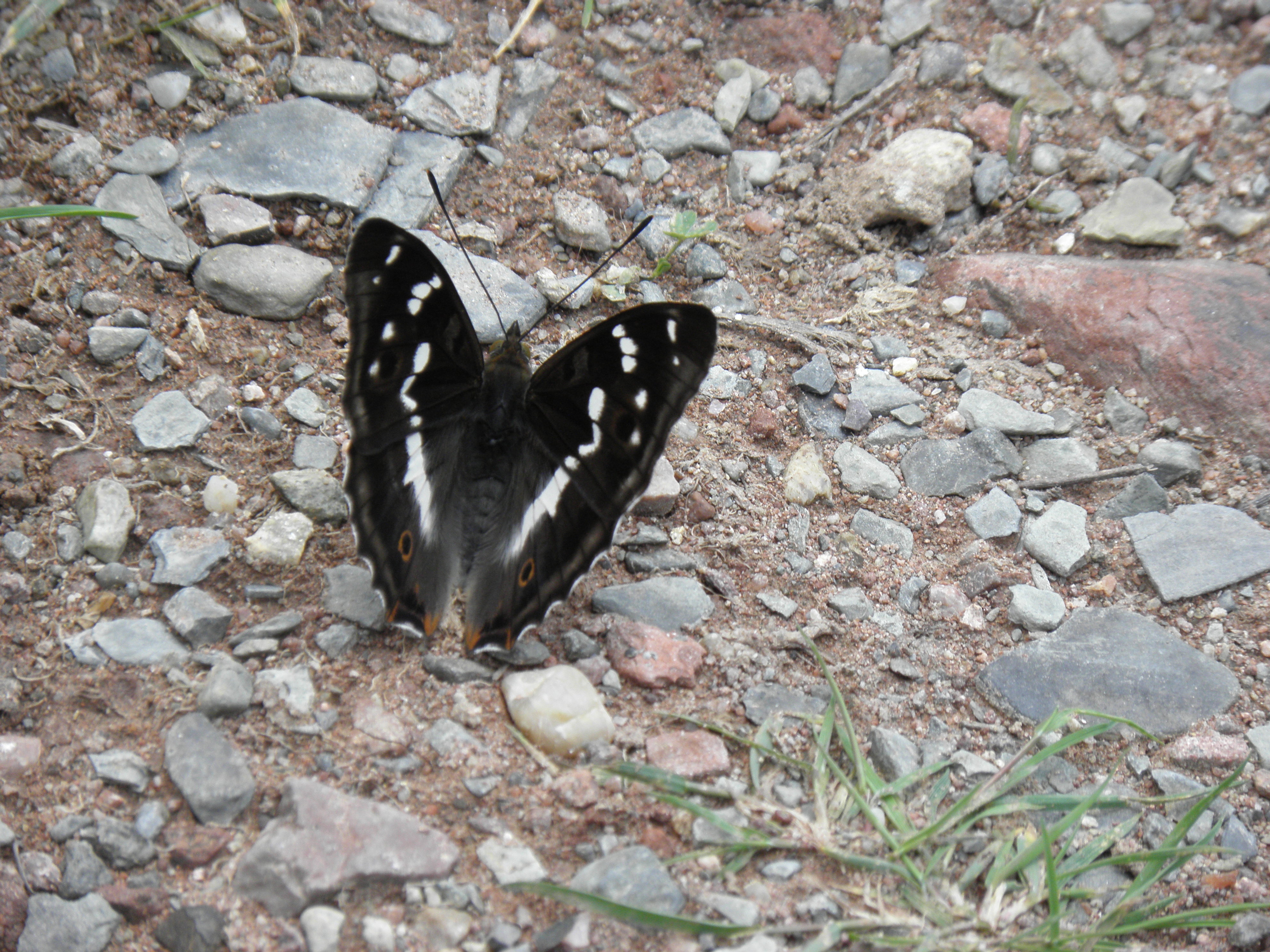Butterfly apatura iris photo