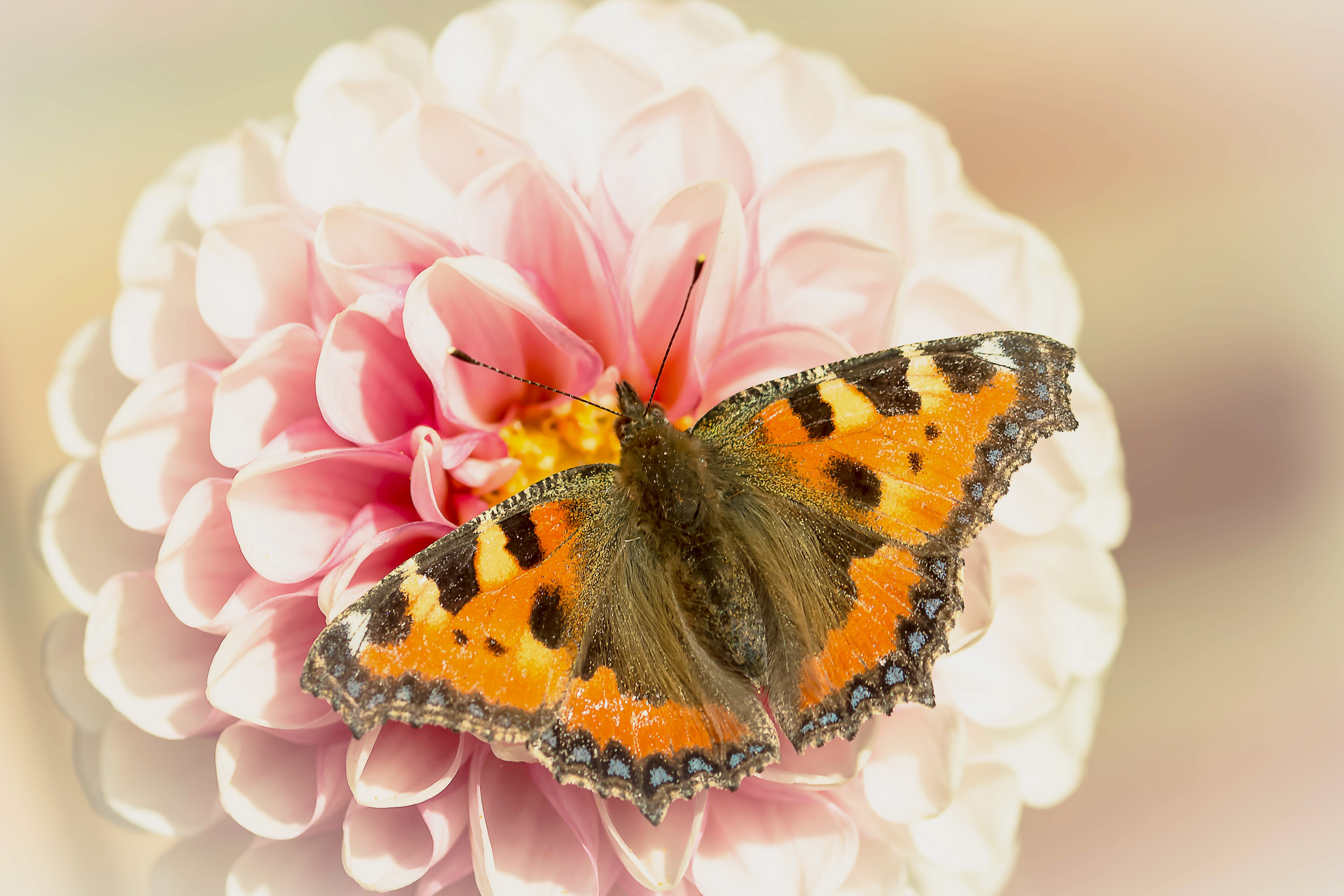 Butterfly Closeup, Animal, Blooming, Butterfly, Closeup, HQ Photo