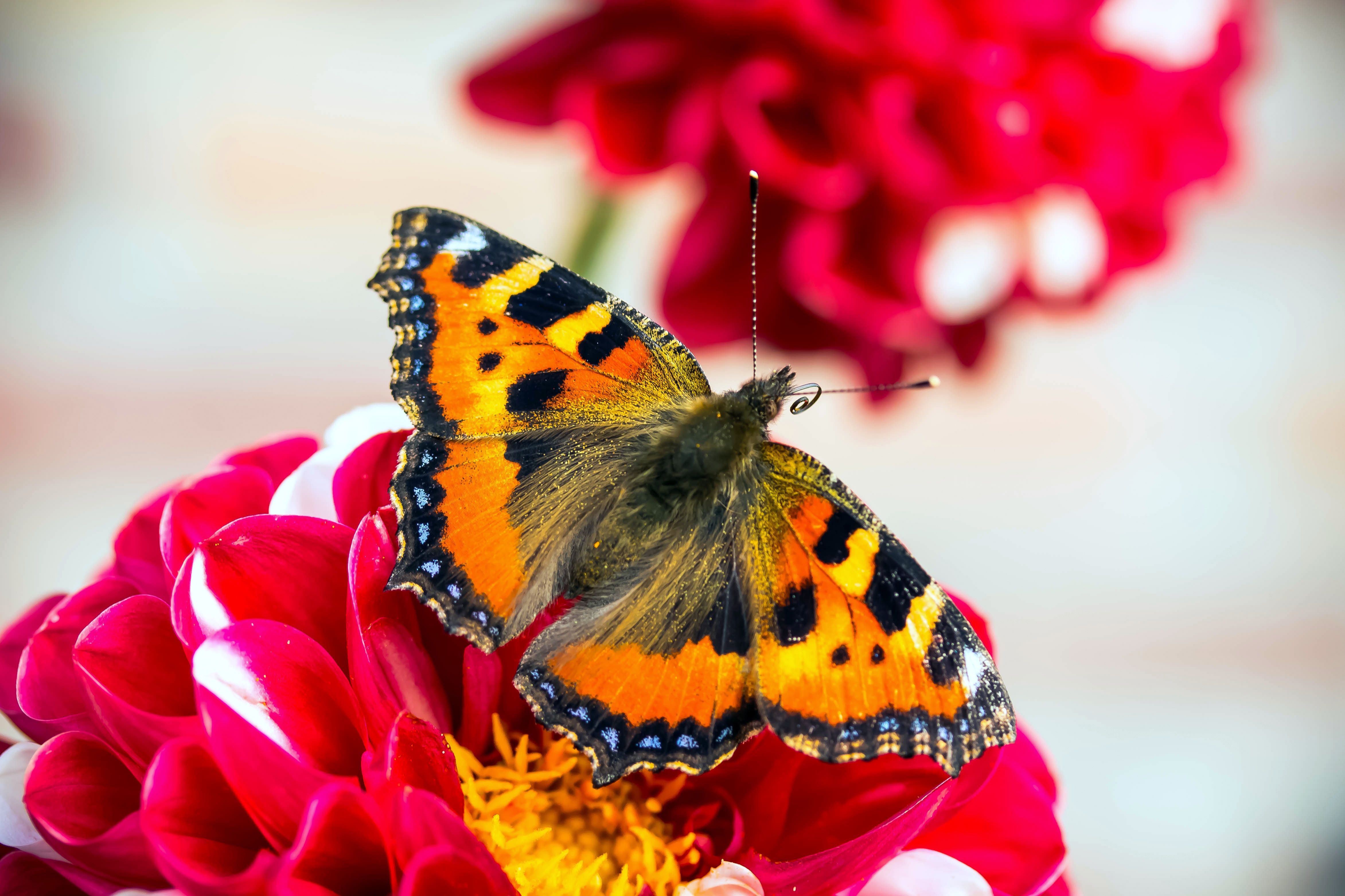 Butterfly Closeup, Animal, Blooming, Butterfly, Closeup, HQ Photo